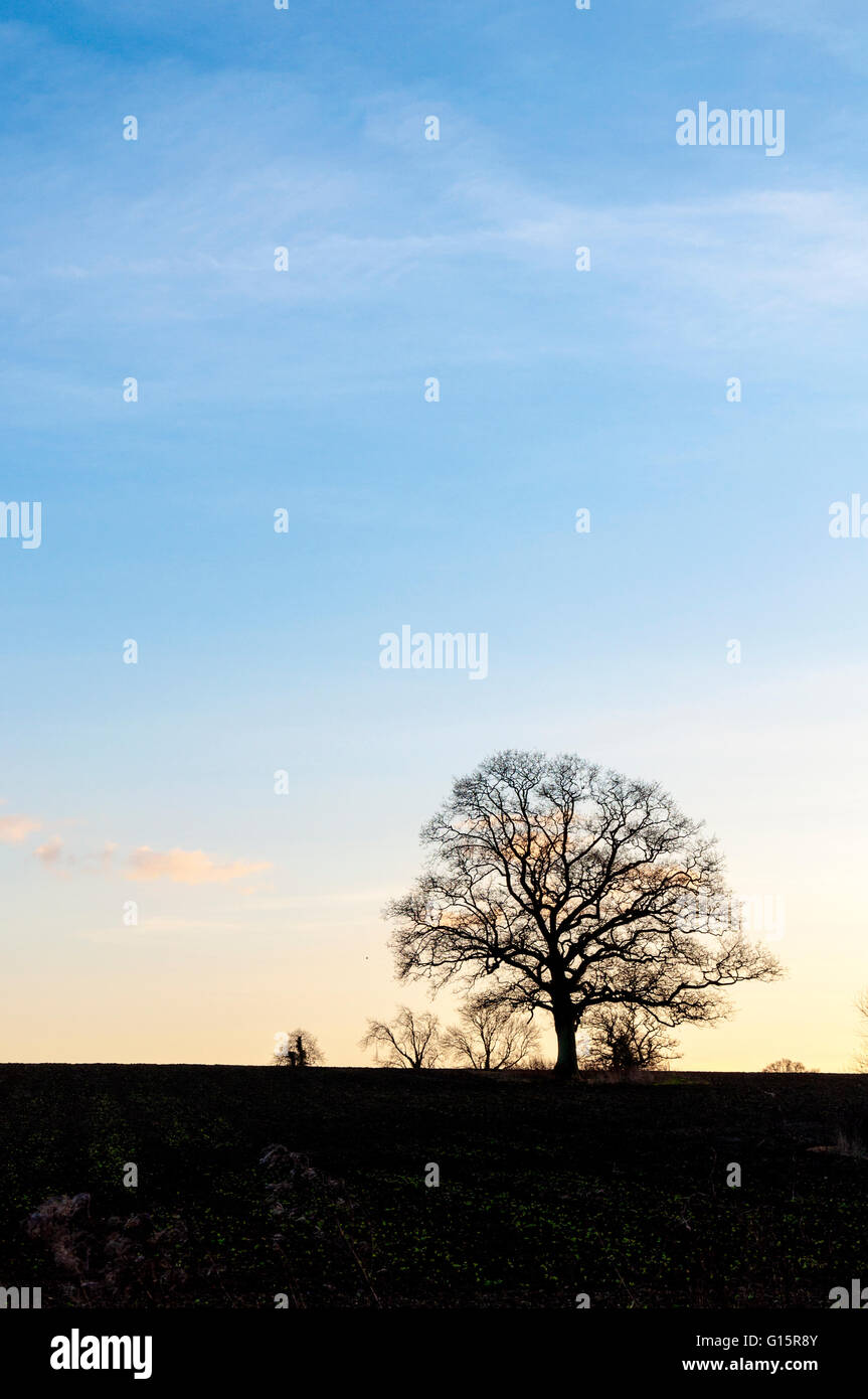 Einsamer Baum Silhouette Abendhimmel Stockfoto