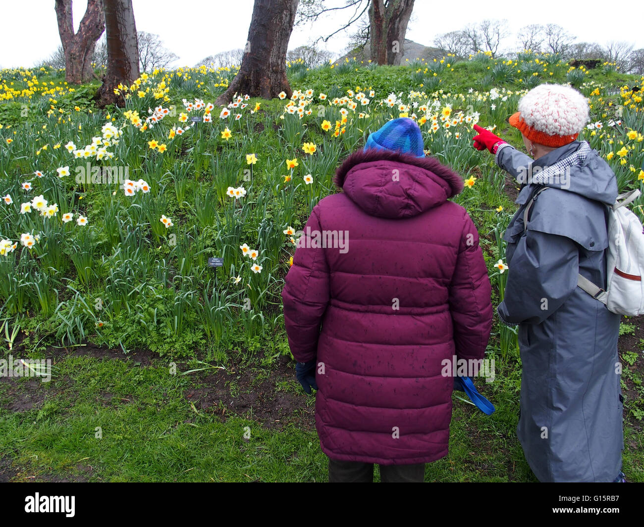 Zwei Frauen betrachten Narzissen auf dem Gelände der Lodge, North Berwick Stockfoto