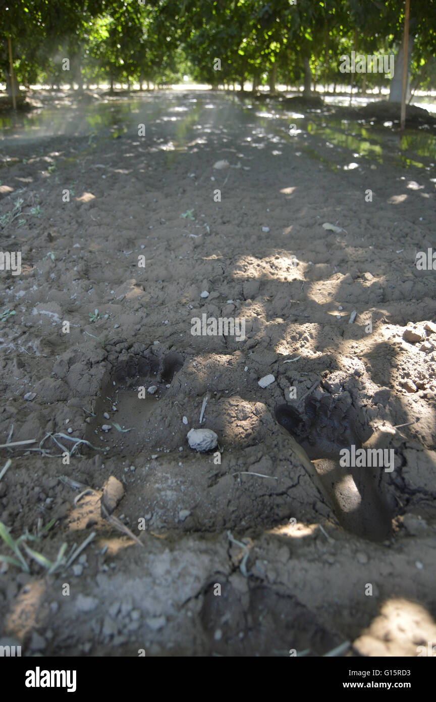 Fußspuren im Schlamm in einem Obstgarten Stockfoto