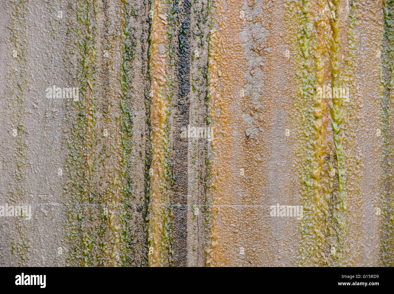 Detail verschiedener Formen und Moos, die auf einer Ebenen Fläche bei Amangiri wachsen Stockfoto