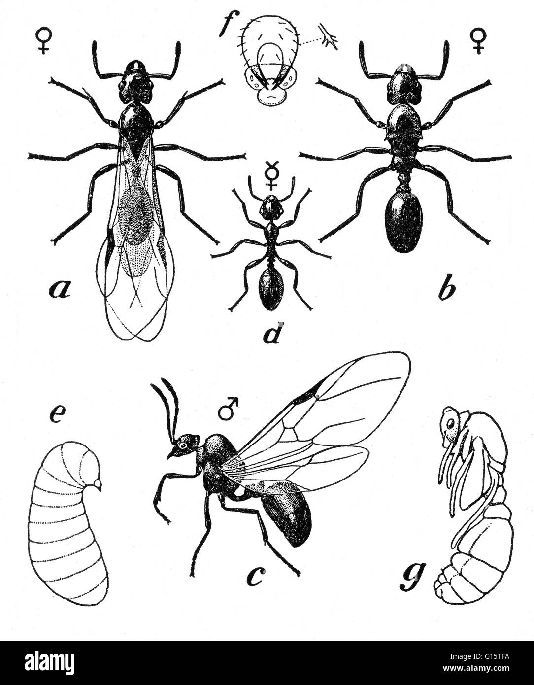 Schematische Darstellung der Plasterung Ameise. (ein = weiblich; b = weiblich nach Verlust der Flügel; c = männlich, d = Arbeiter, e = Larve; g = Puppe; f = Kopf der Larve. Die Plasterung Ameise, Tetramorium Caespitum, ist ein gemeinsamer Haushalt Schädling. Sein Name kommt von der Tatsache, dass Kolonien in der Regel Stockfoto