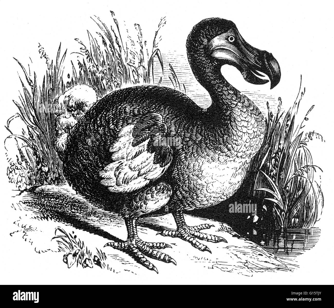 Ausgestorbener Flugunfahiger Vogel Stockfotos Und Bilder Kaufen Alamy