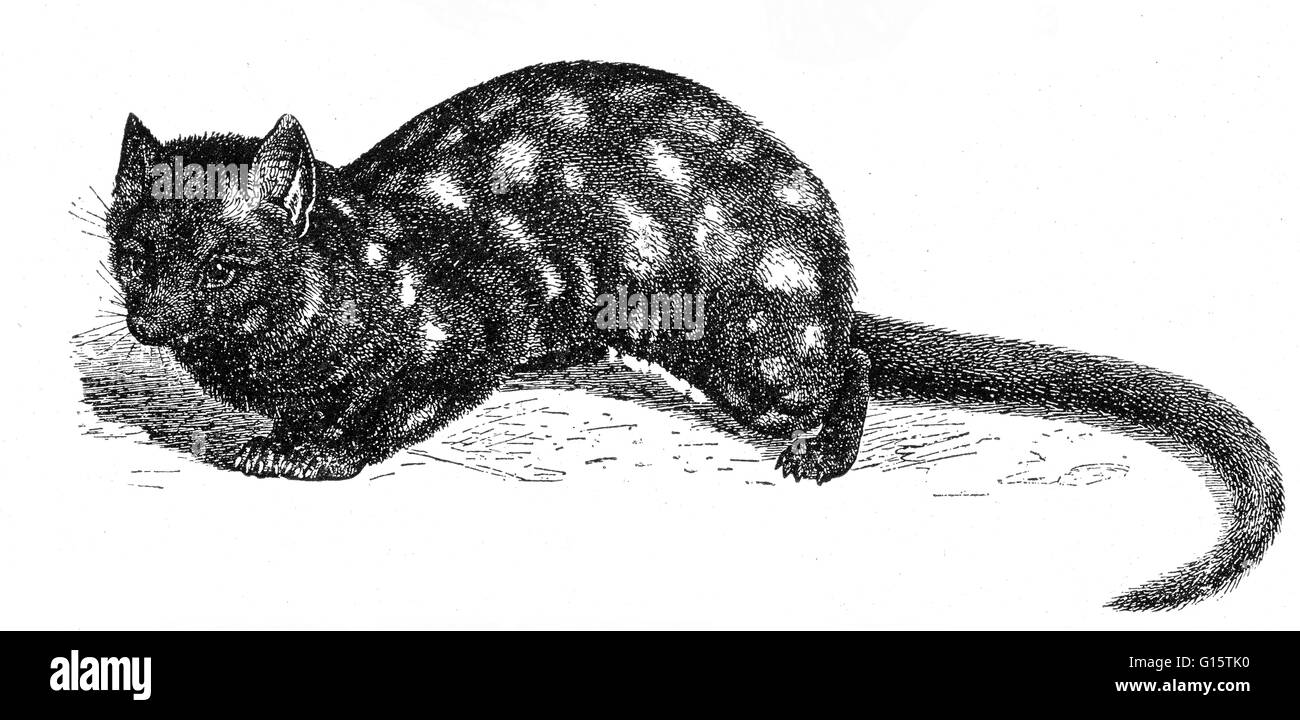 Die östlichen Quoll (Dasyurus Viverrinus), auch bekannt als die östlichen native Katze, ist eine mittlere fleischfressende Raubbeutlers Beuteltier in Australien heimisch. Sie sind jetzt auf dem Festland ausgestorben betrachtet, sondern bleiben weit verbreitet und auch lokal häufig in Tasmanien Stockfoto