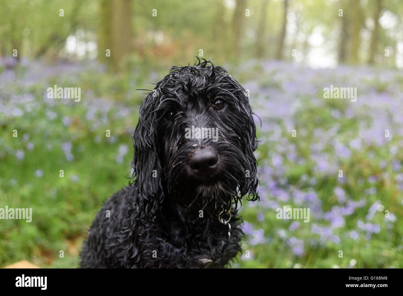 Hucknall, Nottinghamshire, UK. 10. Mai 2016.After Montag Hitzewelle Starkregen fegt über den East Midlands, kein guter Tag für die Aufnahme Frankie Cockapoo Welpen für einen Spaziergang in der Natur. Bildnachweis: Ian Francis/Alamy Live-Nachrichten Stockfoto