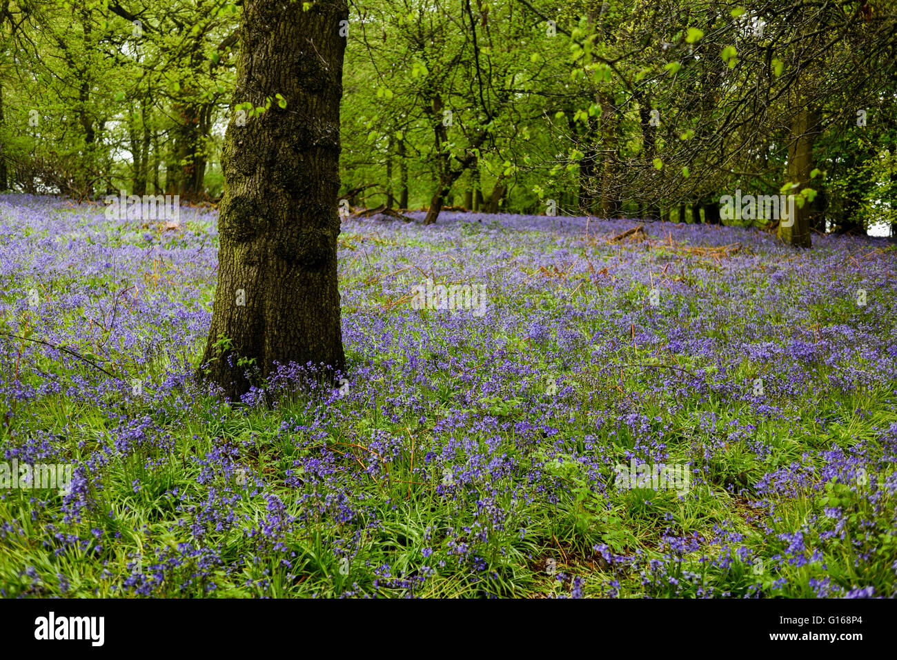 Hucknall,Nottinghamshire,UK.10th Mai 2016.After Montag Hitzewelle Starkregen fegt über den East Midlands, kein guter Tag für die Aufnahme Frankie Cockapoo Welpen für einen Spaziergang in der Natur. Stockfoto