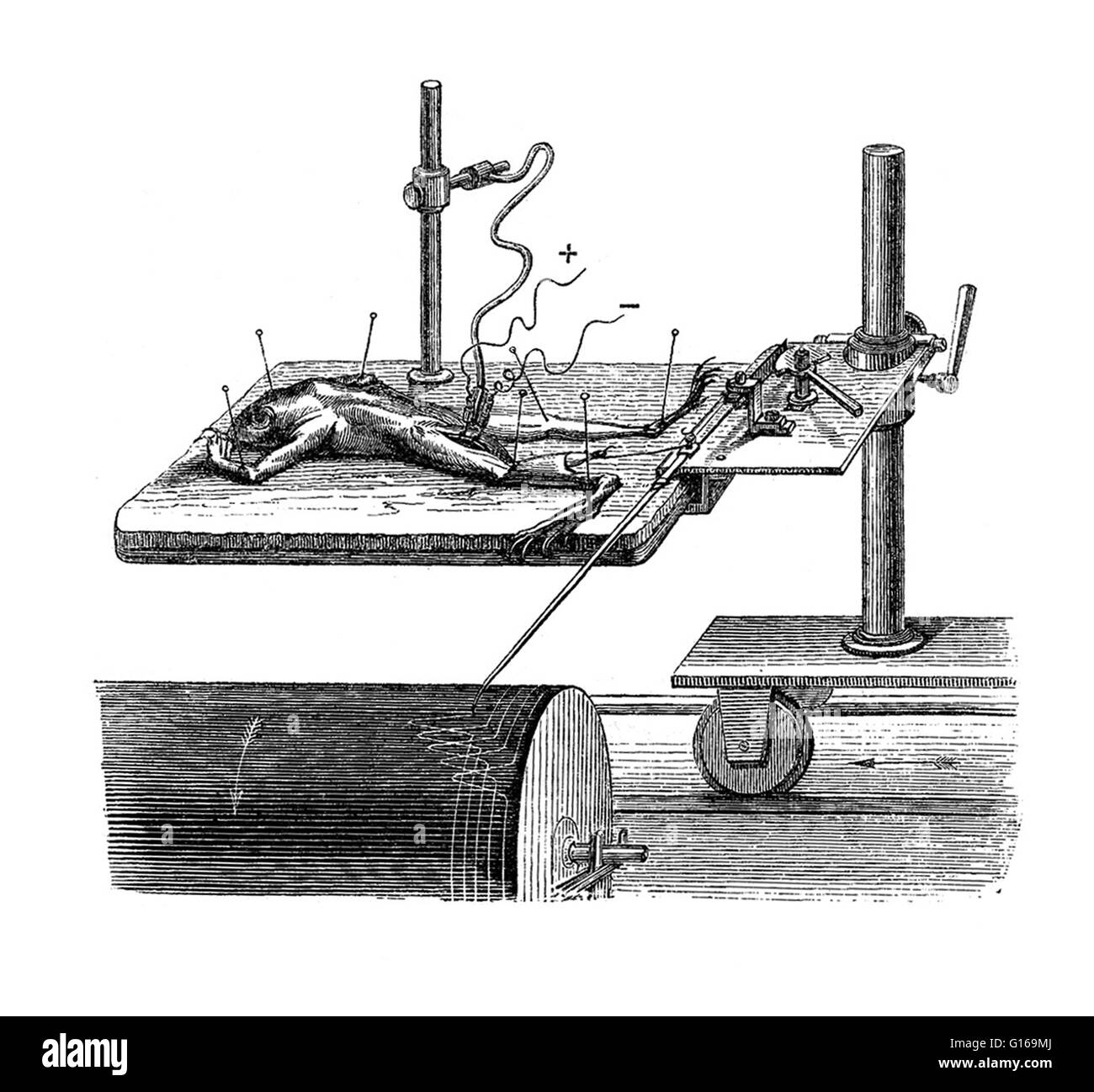 Die tierischen Maschine, Mareys Myograph, 1873. Am besten bekannt für seine wesentliche Beteiligung an der Entwicklung der Chronofotografie, französischer Wissenschaftler Étienne Jules-Marey ist auch gutgeschrieben für Hermann von Helmholtz Myograph zu perfektionieren. Ein Myograph ist ein Gerät zur Aufzeichnung der Kraft durch einen Auftraggeber Muskel erzeugt. Mareys Beschreibung der Abbildung entnommen aus der englischen Ausgabe seines Buches, The Animal Machine, terrestrisch und Fortbewegung durch die Luft, "der Frosch ist vertreten im Experiment, mit Hilfe von Stiften, auf ein Stück Kork fixiert. Das Gehirn und das Rückenmark sind bereits zerstört worden Stockfoto