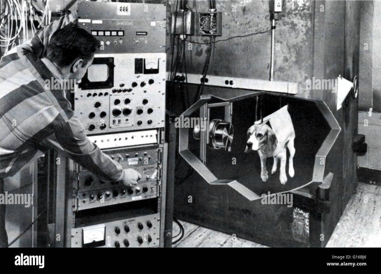 Messungen der Fallout Nuklide in den Körper eines Hundes. Gamma-Strahlen werden durch einen Natrium-Jod-Kristall, sie als elektrischen Impuls zeichnet erkannt. Ein elektronische Analyzer gibt ein Spektrum von Anzahl und Art des Gammas anwesend und daraus die natürliche Stockfoto