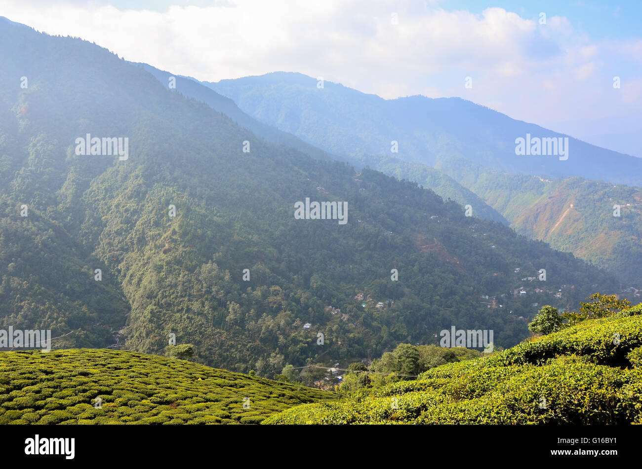 Schöne Aussicht auf hoch stehende Berge mit Grün bedeckt; von Bloomfield Teegarten, Darjeeling, Westbengalen, Indien Stockfoto