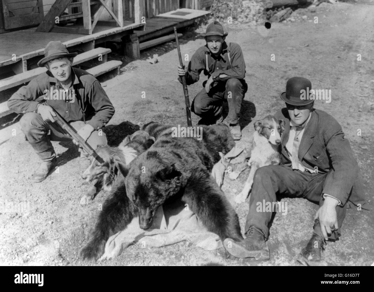 Mit dem Titel: "schwarzer Bär mit einem Gewicht von 252 lbs von Jim O'Brine 12. Mai 1910 am Saltese, Montana erschossen." Im 19. Jahrhundert als die Siedler zunehmend West auf der Suche nach mehr Land begannen für Viehzucht, wurden Bären zunehmend mehr gejagt als Bedrohung immer Stockfoto