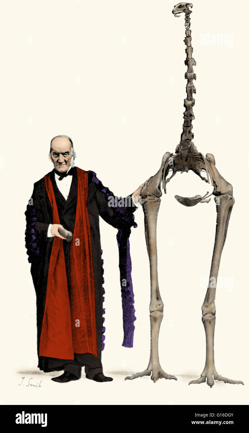 Illustration der englischen Paläontologe Richard Owen (20. Juli 1804 - 18. Dezember 1892) mit einem Skelett eines riesigen Moa, 1916. Owen war ein Biologe, vergleichender Anatom und Paläontologe beste Erinnerung prägen das Wort Dinosauria (d. h. Terri Stockfoto