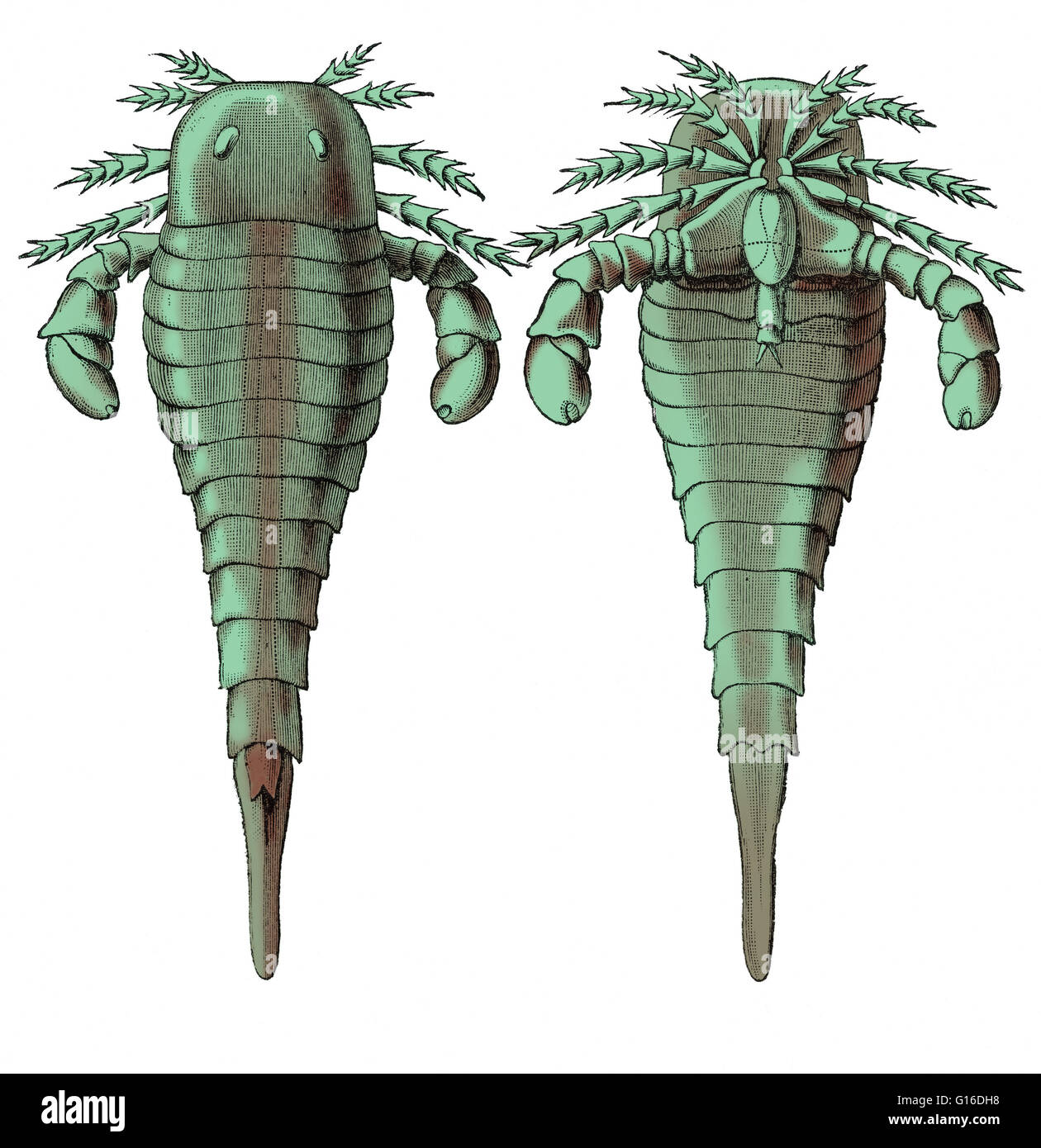 Illustration von Eurypterus Remipes, ein Eurypterid oder Meer Skorpion aus der Silurian Periode von Louis Figuiers die Welt vor der Sintflut, 1867 amerikanische Ausgabe. Dorsalen und ventralen Ansichten. Dieses Bild wurde Farbe verbessert. Stockfoto