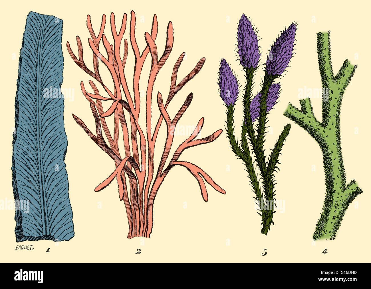Algen und Moos-wie Pflanzen waren die häufigsten Flora während der Silurian Periode vor 400 Millionen Jahren. Illustration von Louis Figuiers die Welt vor der Sintflut, 1867 amerikanische Ausgabe. Dieses Bild wurde Farbe verbessert. Stockfoto