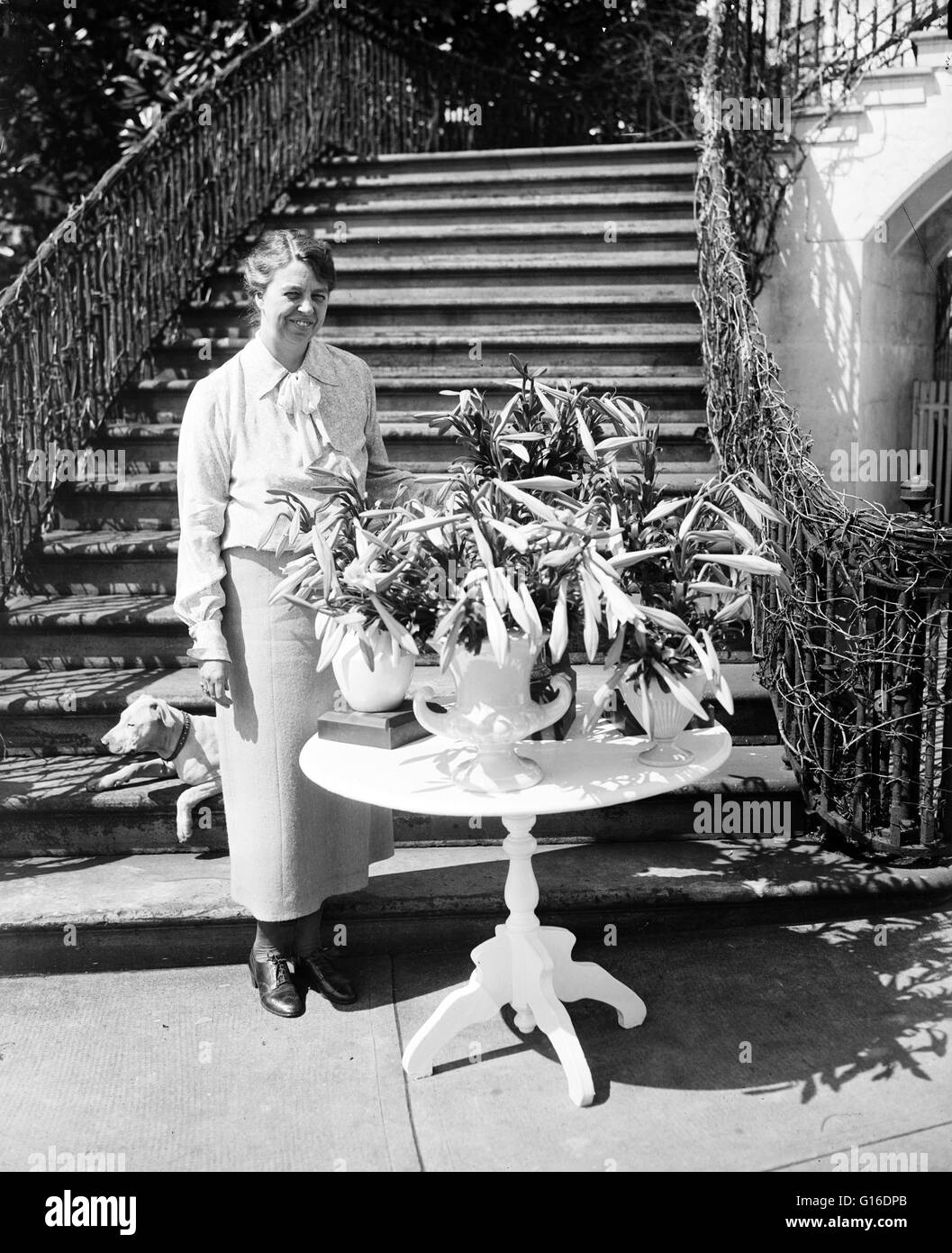 Titel: "Mrs Franklin D. Roosevelt Posen mit der Osterlilien schickte sie durch den Gouverneur von Bermuda, seine Exzellenz Sir Thomas Estley Cubitt." Eleanor (11. Oktober 1884 - 7. November 1962) war ein US-amerikanischer Politiker. Sie war die längste Stockfoto