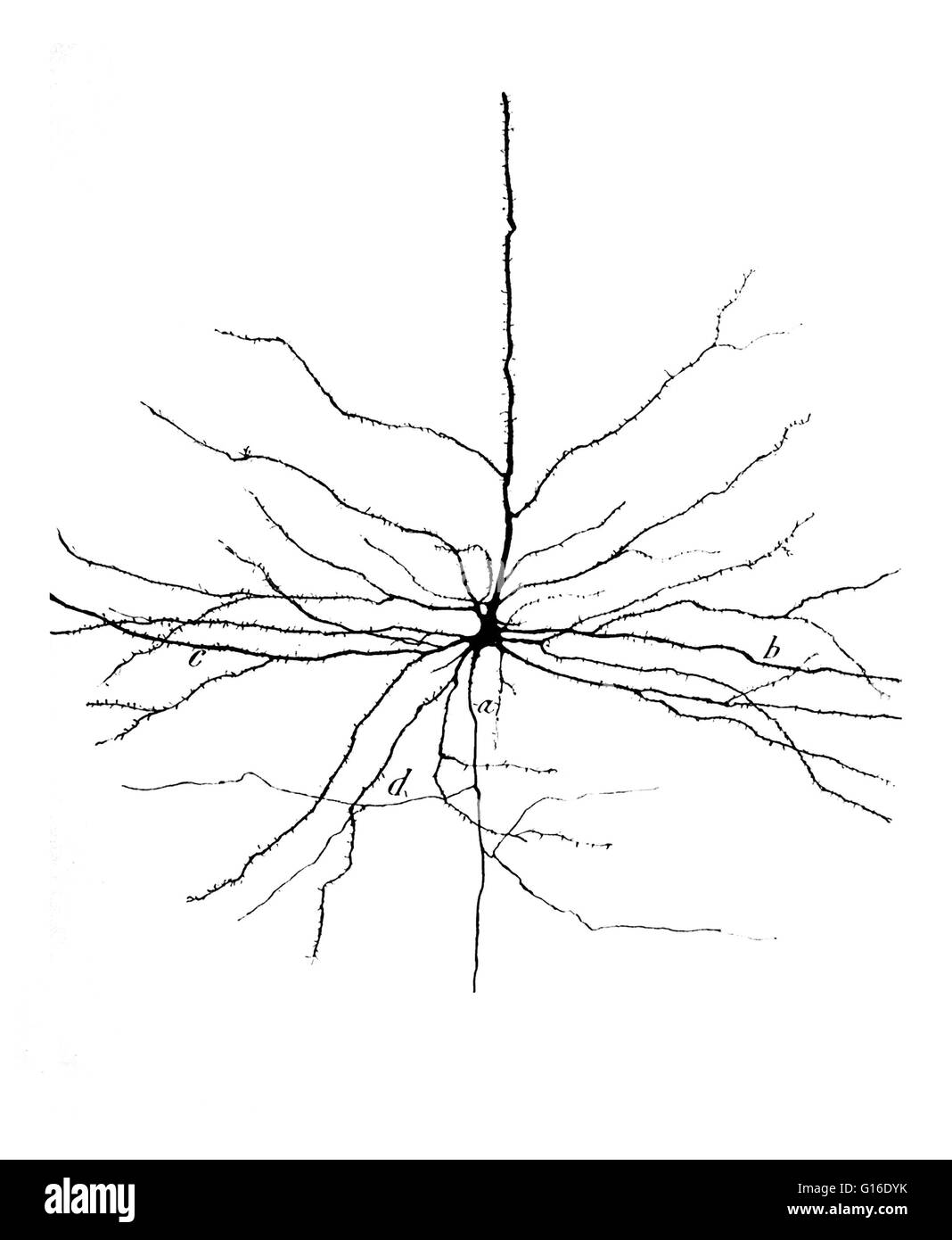 Zeichnung einer pyramidenförmigen Zelle in der zerebralen motorische Kortex von Santiago Ramón y Cajal (1852-1934). Pyramidale Neuronen (Pyramidenzellen) sind eine Art von Neuron in Bereichen des Gehirns einschließlich der Großhirnrinde, dem Hippocampus und der Amygdala gefunden. Pyramida Stockfoto