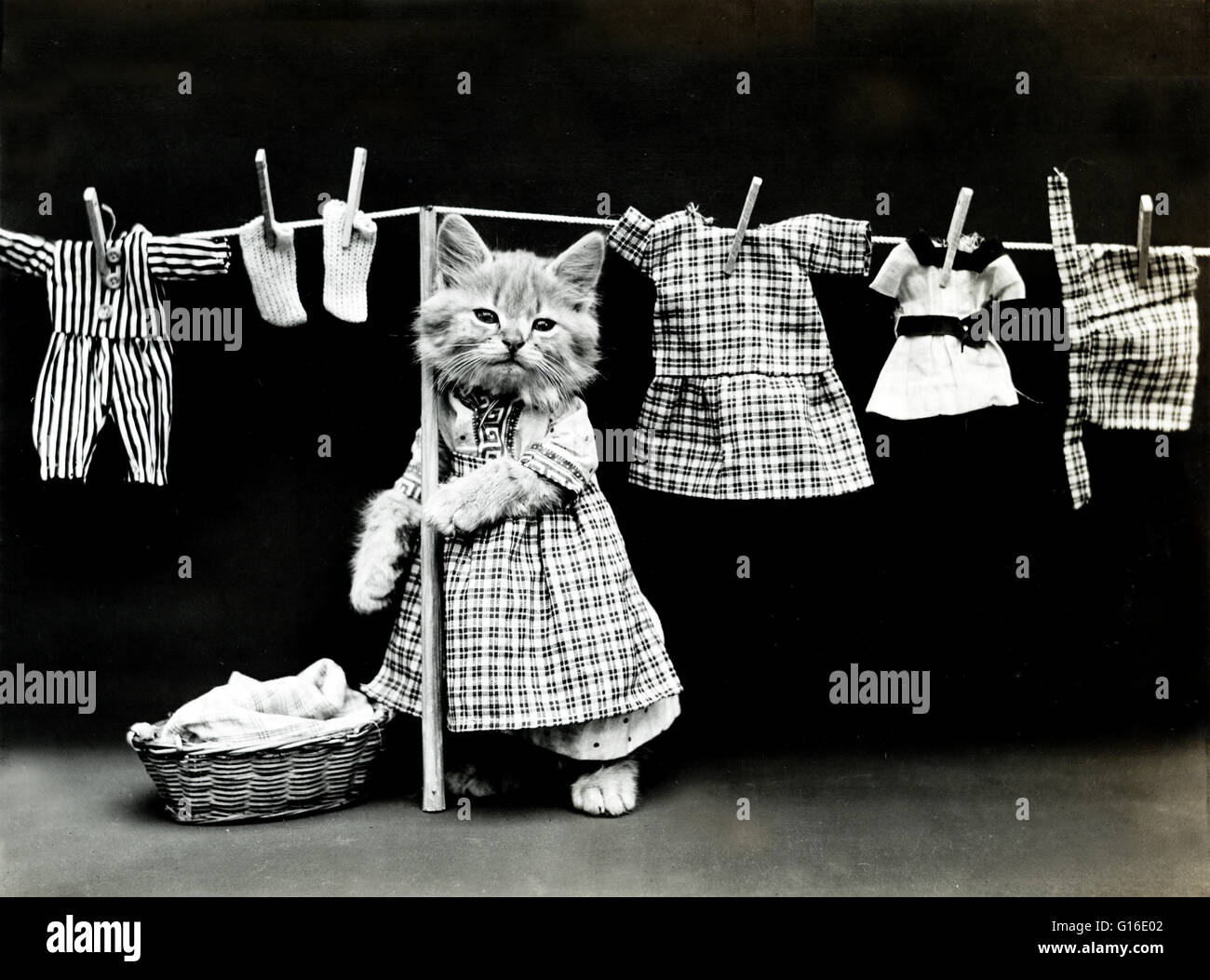 Unter dem Titel: "Die Wäsche aufhängen" zeigt eine Kätzchen trägt ein Kleid und hängende Kleidung auf einer Wäscheleine. Harry Whittier befreit (1879-1953) war ein US-amerikanischer Fotograf, der lebende Tiere gekleidet und posierte in menschlichen Situationen mit Requisiten fotografiert. Sein Tier Stockfoto