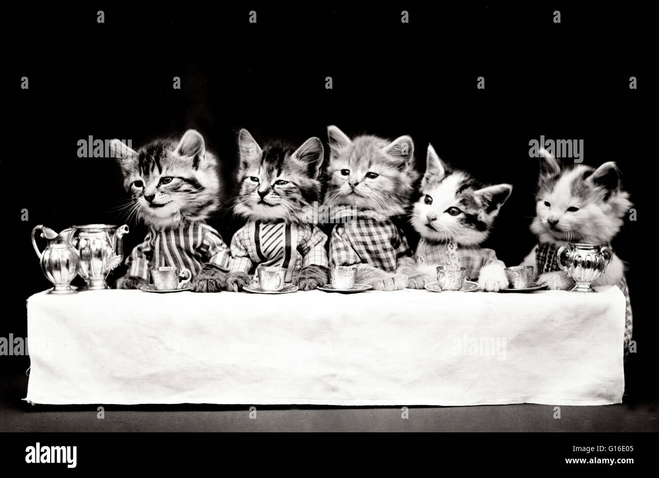 Unter dem Titel: "Ein hungriger Bunch" zeigt fünf Kätzchen Kleidung sitzt an einem Tisch, Tee zu trinken. Harry Whittier befreit (1879-1953) war ein US-amerikanischer Fotograf, der lebende Tiere gekleidet und posierte in menschlichen Situationen mit Requisiten fotografiert. Seine Tierfoto Stockfoto