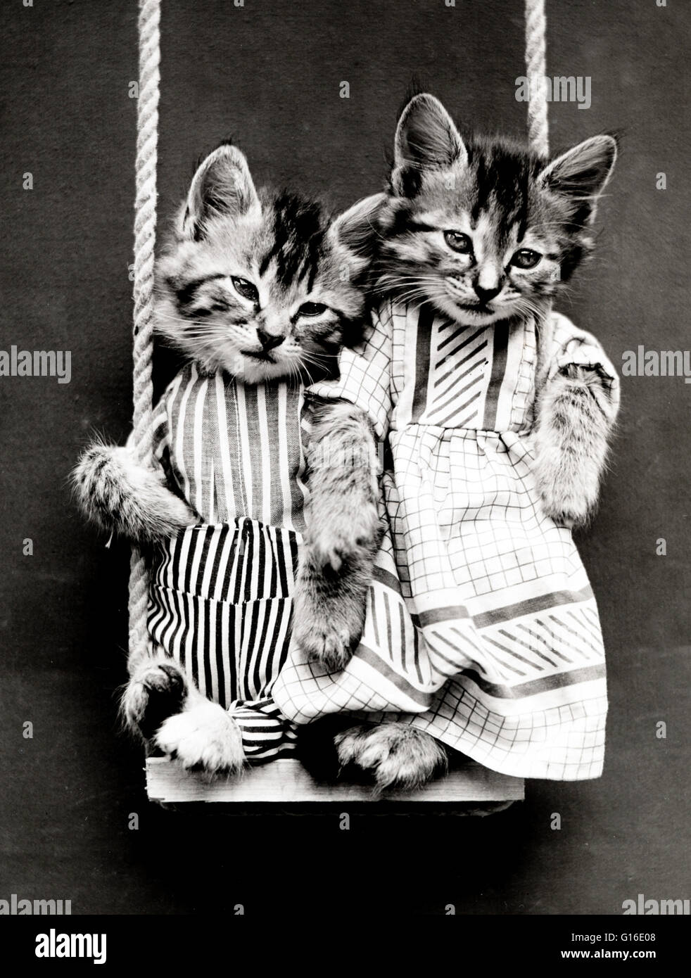 Unter dem Titel: "Swingen" zeigt zwei Kätzchen, die Kleidung auf einer Schaukel. Harry Whittier befreit (1879-1953) war ein US-amerikanischer Fotograf, der lebende Tiere gekleidet und posierte in menschlichen Situationen mit Requisiten fotografiert. Seine Tierfotos wurden auf Postkarte vorgestellt. Stockfoto