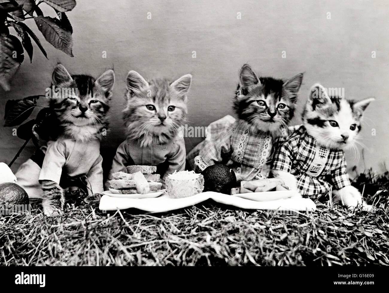 Unter dem Titel: "Das Picknick" zeigt vier Kätzchen, Kleidung und Essen im Freien. Harry Whittier befreit (1879-1953) war ein US-amerikanischer Fotograf, der lebende Tiere gekleidet und posierte in menschlichen Situationen mit Requisiten fotografiert. Seine Tierfotos wurden vorgestellt Stockfoto