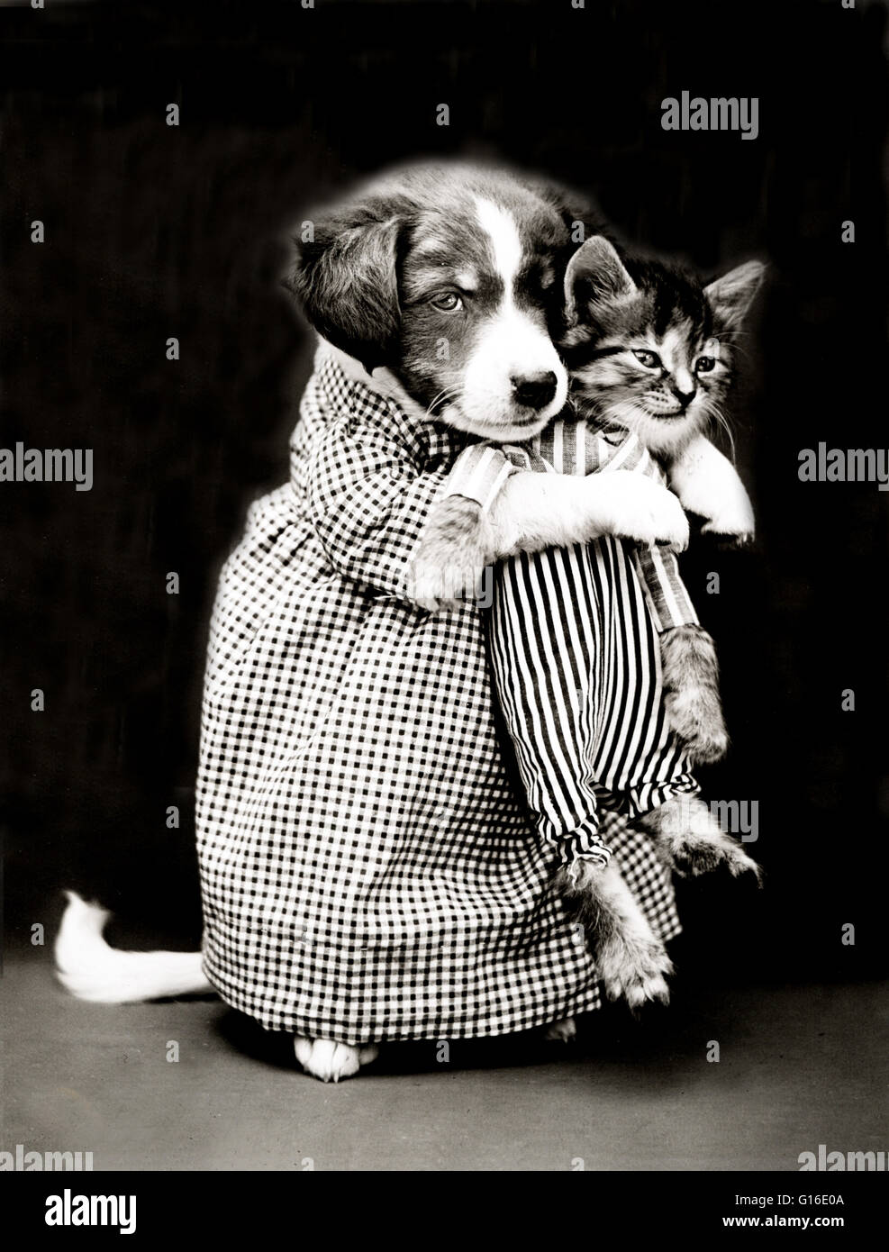 Unter dem Titel: "Die Krankenschwester" zeigt ein Welpe hält eine Kätzchen. Harry Whittier befreit (1879-1953) war ein US-amerikanischer Fotograf, der lebende Tiere gekleidet und posierte in menschlichen Situationen mit Requisiten fotografiert. Seine Tierfotos wurden auf Postkarten, Kalender vorgestellt, Stockfoto