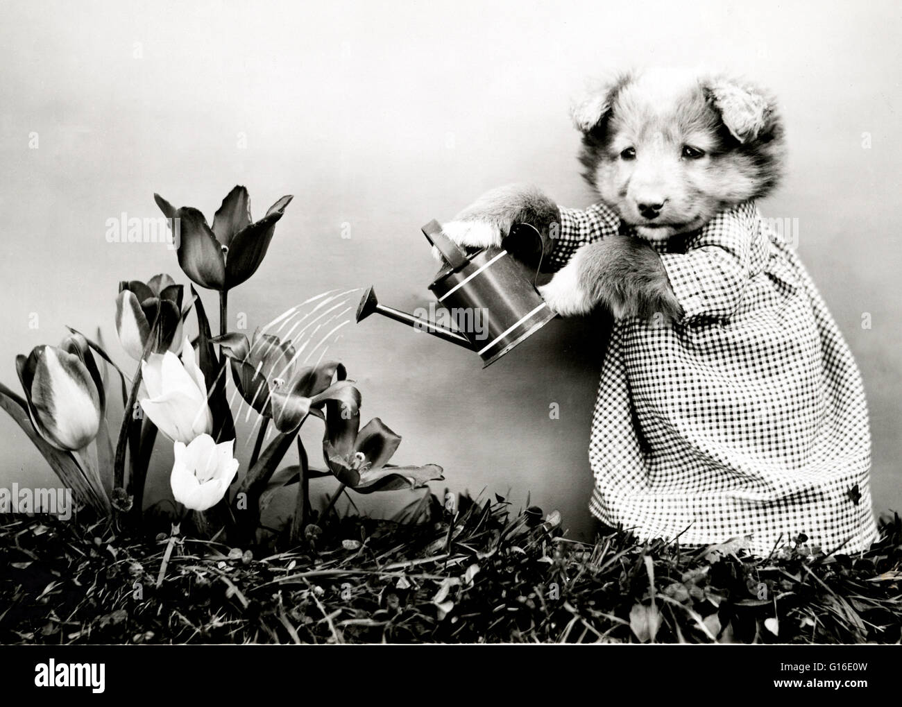 Unter dem Titel: "Die Blumen gießen" zeigt einen Welpen trägt ein Kleid und Bewässerung Tulpen. Harry Whittier befreit (1879-1953) war ein US-amerikanischer Fotograf, der lebende Tiere gekleidet und posierte in menschlichen Situationen mit Requisiten fotografiert. Seine Tierfotos wurden Kunststück Stockfoto