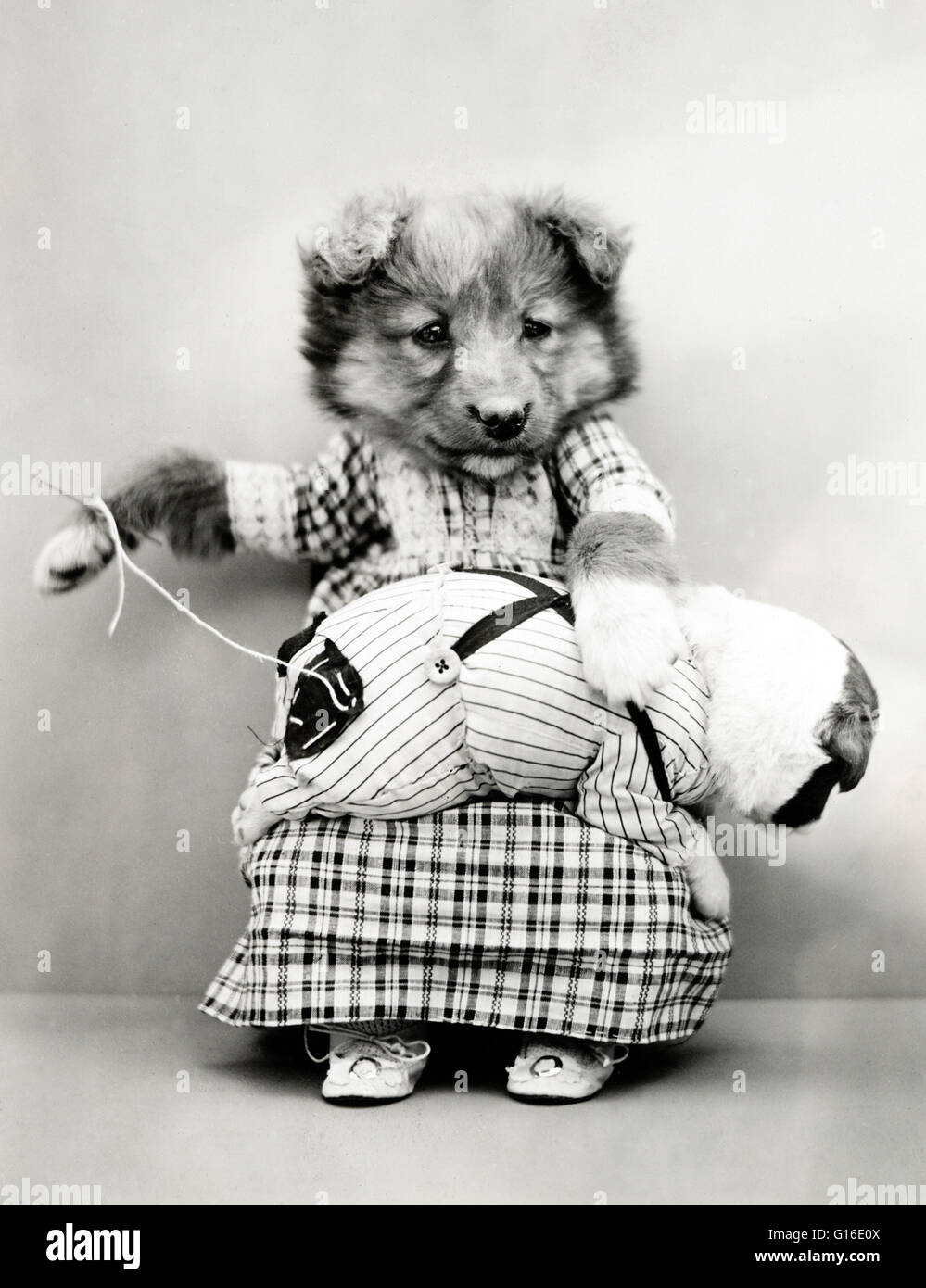 Unter dem Titel: "Patch-Work" zeigt einen Welpen trägt ein Kleid und einen Fleck auf der Hose eines winzigen Welpen auf dem Schoß zu nähen. Harry Whittier befreit (1879-1953) war ein US-amerikanischer Fotograf, der lebende Tiere gekleidet und posierte in menschlichen Situationen mit Requisiten fotografiert Stockfoto