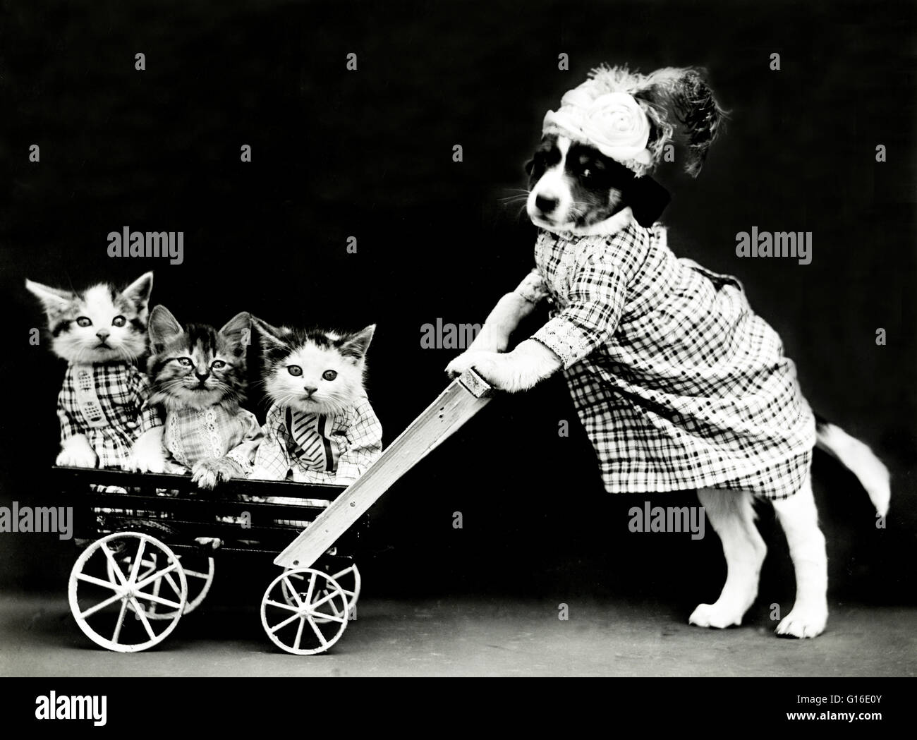 Titel: "Der Ausflug" zeigt einen Welpen trägt ein Kleid und drei Kätzchen in einen Wagen oder Kinderwagen schieben. Harry Whittier befreit (1879-1953) war ein US-amerikanischer Fotograf, der lebende Tiere gekleidet und posierte in menschlichen Situationen mit Requisiten fotografiert. Seine anim Stockfoto