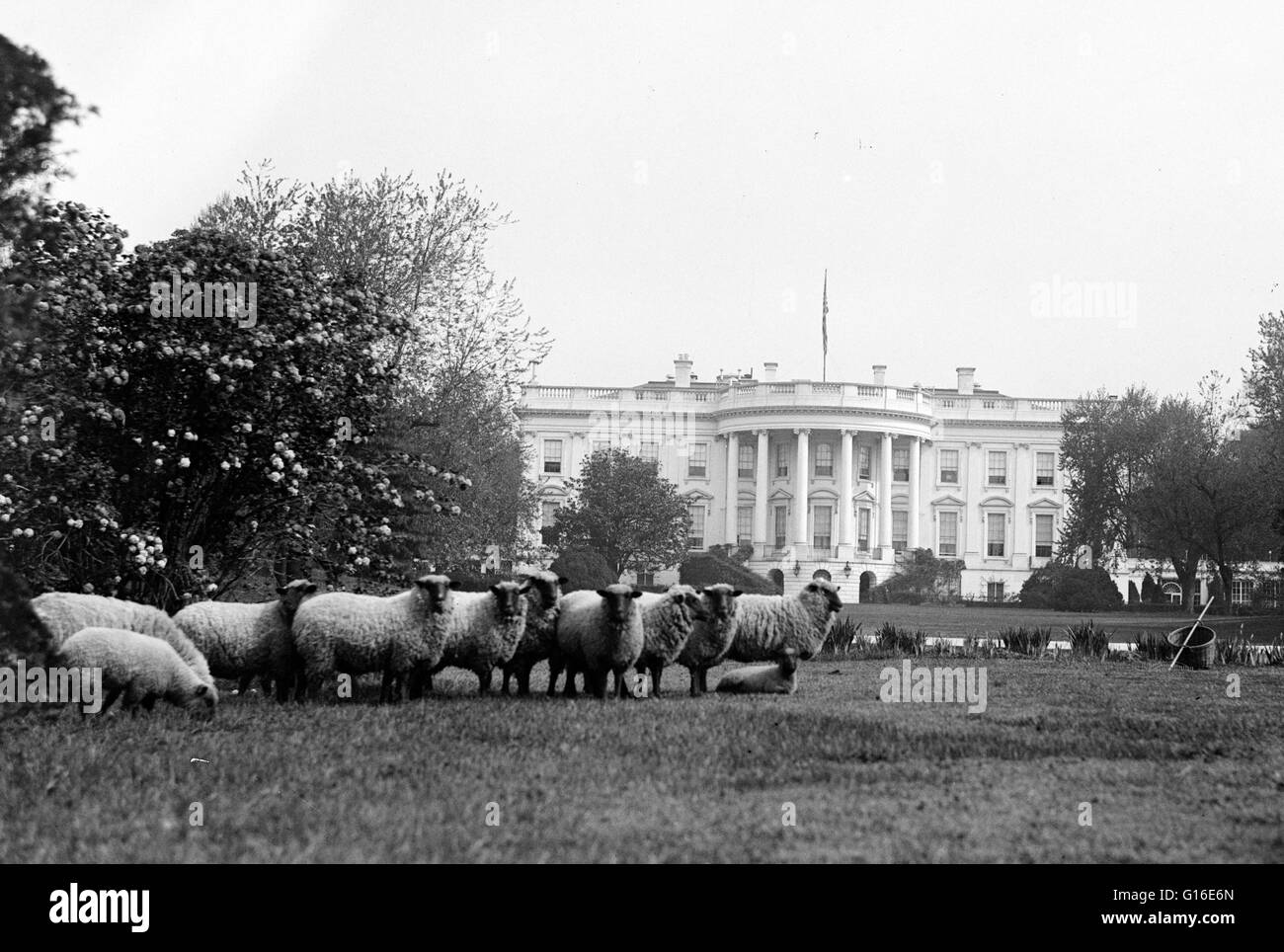 Unter dem Titel: "White House. Schafe auf der Wiese. " Fotografiert von Harris & Ewing, 1917. Nachdem Präsident Woodrow Wilson Deutschland den Krieg im April 1917 erklärt, verpflichtete sich seiner eigenen Familie, der Heimatfront Beiträge zur Kriegbemühung beispielgebend sein. Wilson purchas Stockfoto