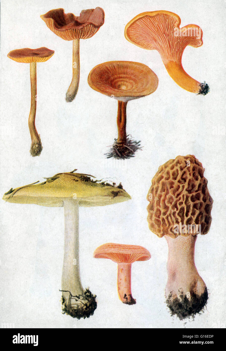 Pilze (nicht identifiziert). Ein Pilz ist jedes Mitglied einer großen Gruppe von Eukaryonten, die Mikroorganismen wie Hefen und Schimmelpilze sowie vertrauter Pilze enthält. Diese Organismen sind klassifiziert als Königreich, Pilze, die unterscheidet sich von Stockfoto