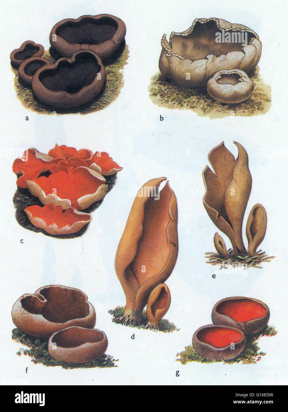 Peziza Pilze. Peziza ist eine große Gattung der saprophytischen Cup-Pilze, die auf dem Boden, faulenden Holz oder Dung wachsen. Die meisten Mitglieder dieser Gattung sind von unbekannten Eßbarkeit und sind schwer zu identifizieren als eigenständige Arten ohne Einsatz der Mikroskopie. Ein Pilz ist eine Stockfoto