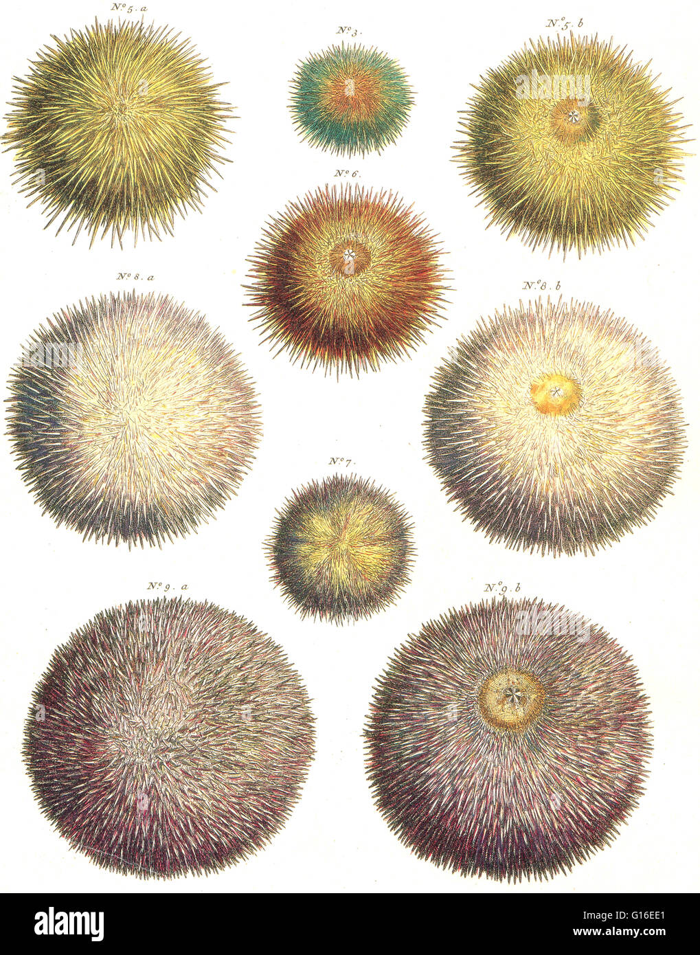 Nicht identifizierte Seeigel. Seeigel oder Seeigel sind kleine, stachelige, kugelige Tiere, die mit ihren engen Verwandten wie Sand-Dollars, die Klasse Echinoidea der Echinodermen Phylum bilden. Seeigel bewegen sich langsam und vor allem Algen fressen. Seeotter, Sterne Stockfoto