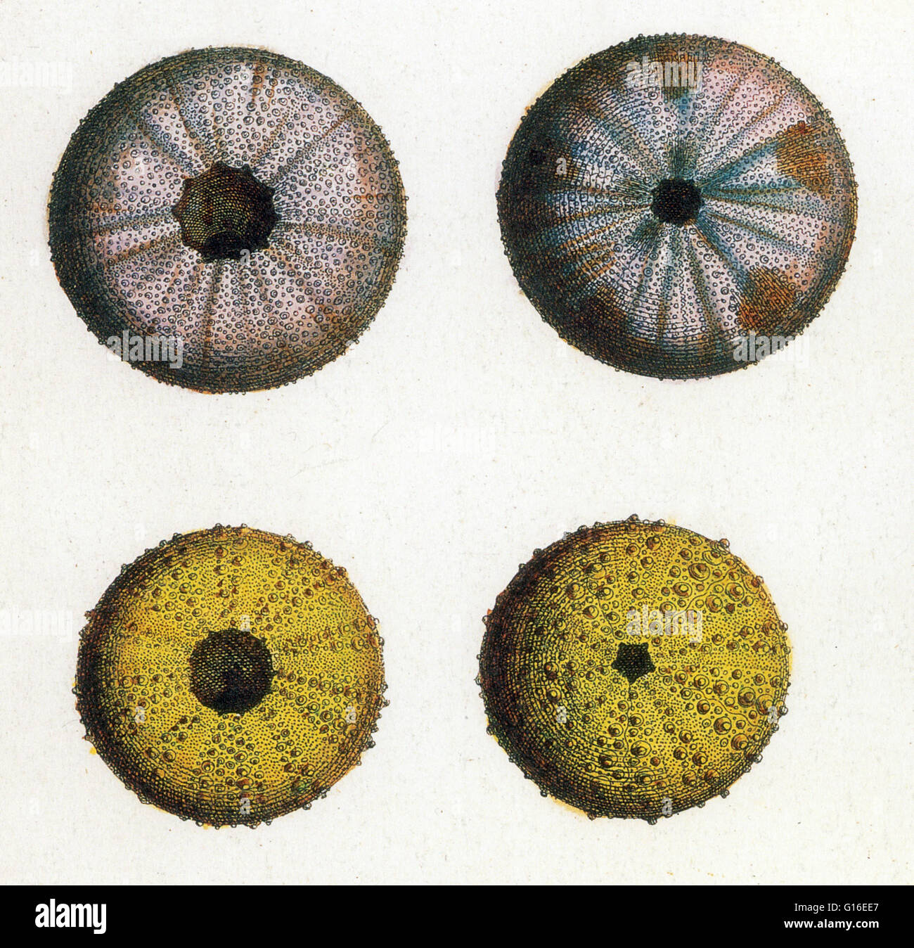Nicht identifizierte Seeigel. Seeigel oder Seeigel sind kleine, stachelige, kugelige Tiere, die mit ihren engen Verwandten wie Sand-Dollars, die Klasse Echinoidea der Echinodermen Phylum bilden. Seeigel bewegen sich langsam und vor allem Algen fressen. Seeotter, Sterne Stockfoto