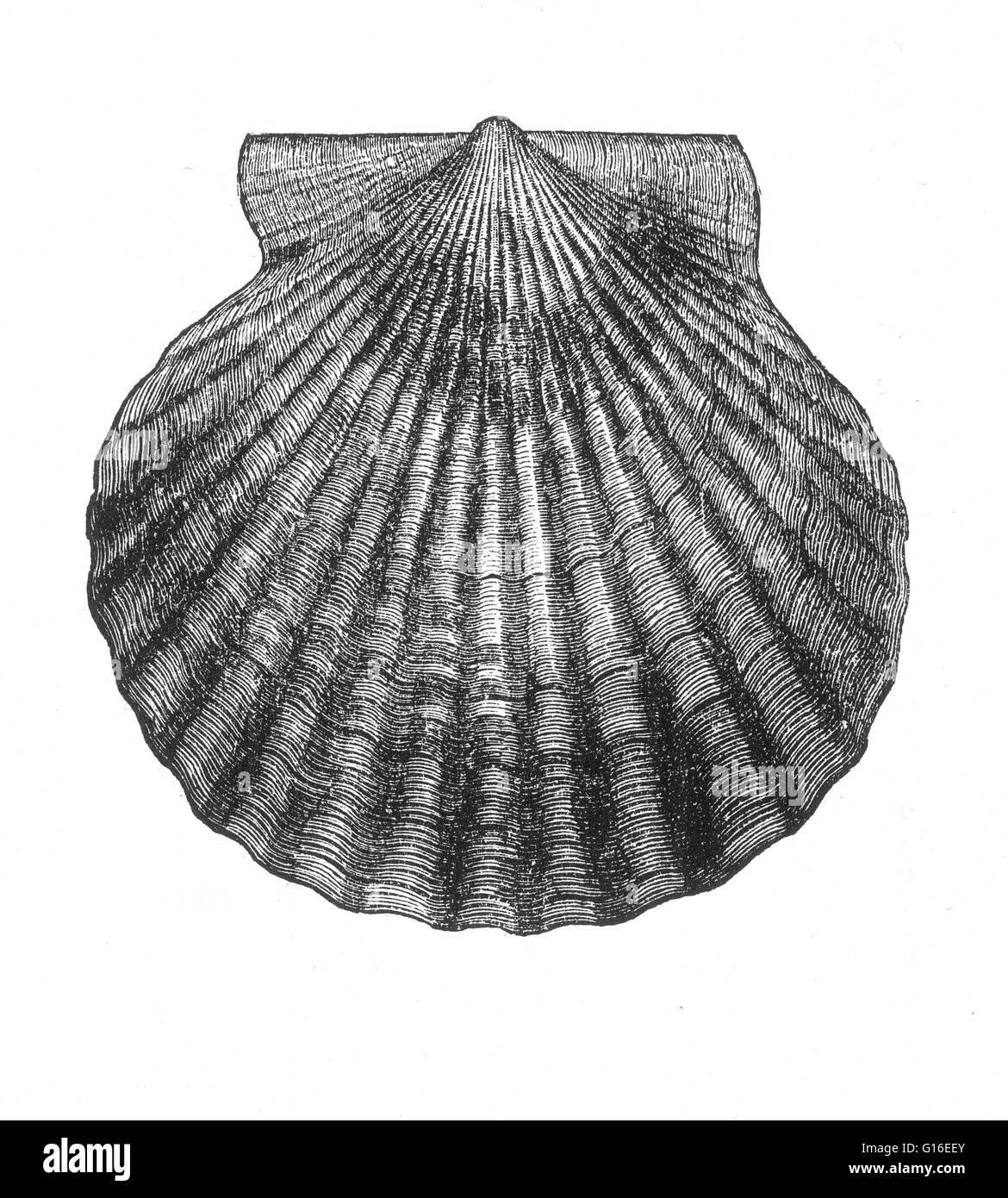 Jakobsmuschel ist ein häufiger Name, der in erster Linie zu einem der zahlreichen Arten von Salzwasser Muscheln oder marine zweischaligen Mollusken in der taxonomischen Familie Kammmuscheln, die Jakobsmuscheln angewendet wird. Sie sind eine weltoffene Familie von Muscheln, gefunden in allen der Weltmeere Stockfoto