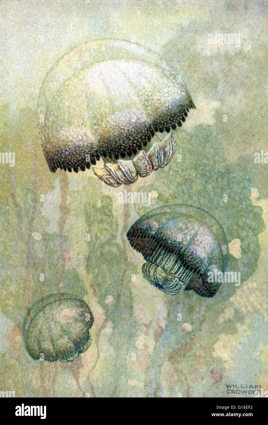 Quallen oder Gelees, sind die Hauptform des nicht-Polyp des einzelnen Phylum Cnidaria. Sie sind als freischwimmende Meerestiere bestehend aus einer gallertartigen schirmförmig Glocke und nachfolgende Tentakeln versinnbildlicht. Die Glocke für die Fortbewegung, pulsieren kann während Stockfoto