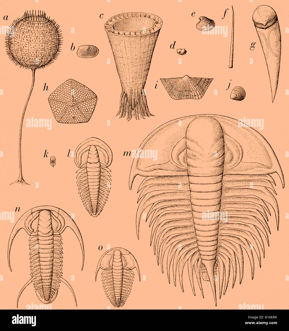 Farbe verstärkt Fossilien von frühen Kambrium Zeiten. Dargestellt sind Arthropoden (D und K - O), Weichtiere (B, E und vielleicht, F und G), Brachiopoden (I, J), Stachelhäuter (H), Schwämme (A) und andere Organismen wie (C), die wahrscheinlich zu Stämmen oder tierischen g gehören Stockfoto