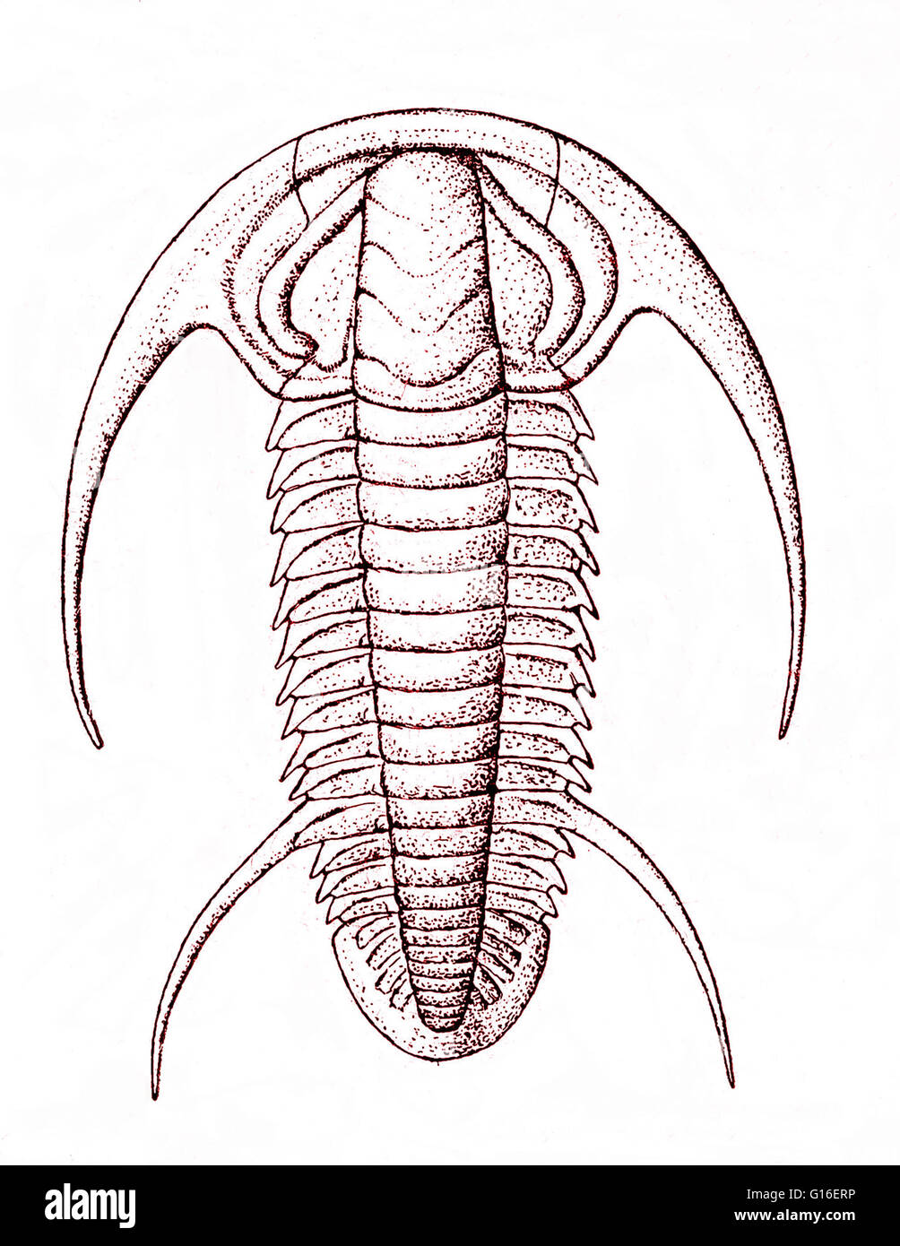 Farbe verstärkt Fossilaufzeichnung von einer ausgestorbenen Arthropoden aus frühen Kambrium Zeiten. Das Kambrium ist die erste geologische Periode des Paläozoikum (1,9 Millionen Jahren). Die rasche Diversifizierung der Lebensformen im Kambrium, bekannt als der Kambrischen explosive Stockfoto