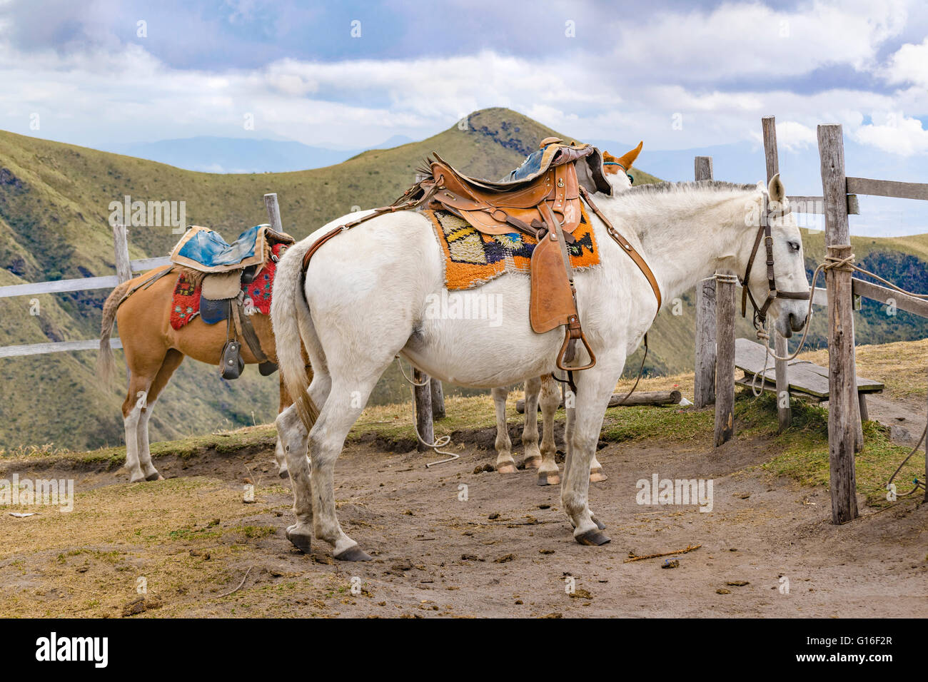 QUITO, ECUADOR, Oktober - 2015-zwei Pferde mit Halterungen gefesselt an der Spitze eines Berges in Quito, Ecuador. Stockfoto