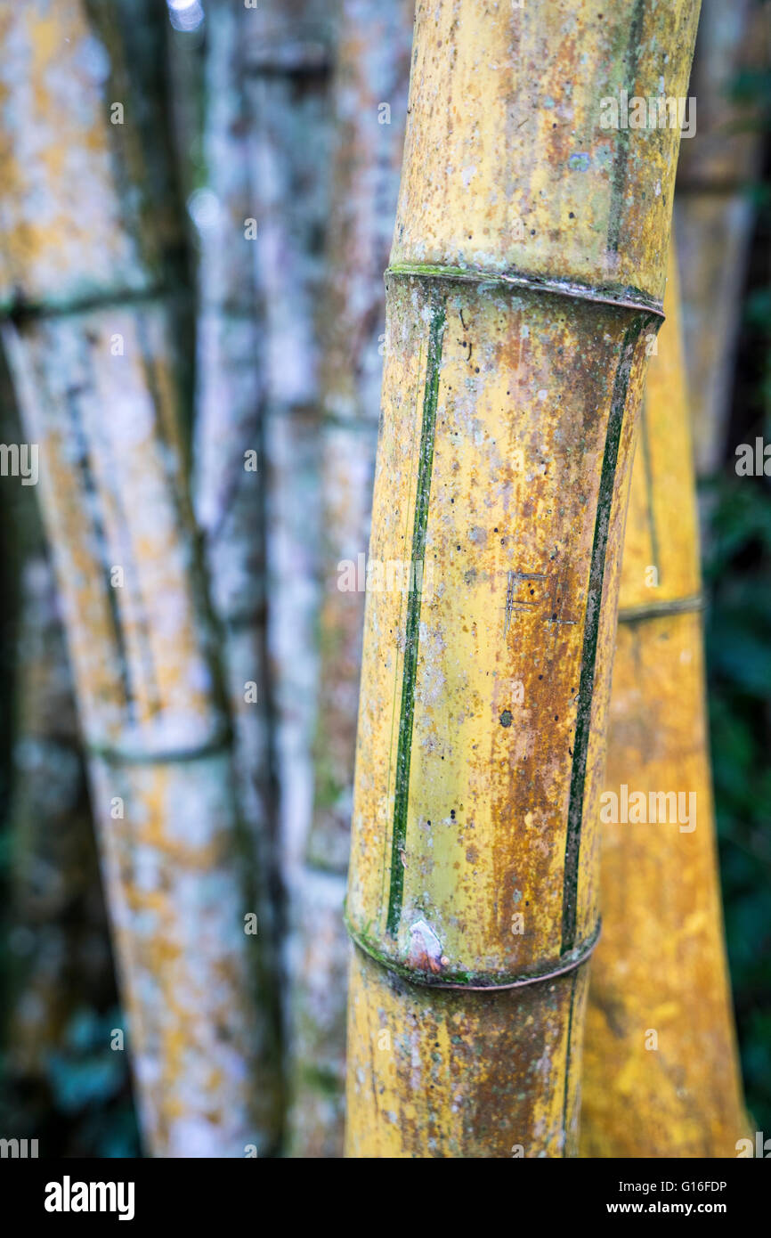 Bambus ist eine holzige Pflanze mit einem hohlen Stamm, der in der  Grasfamilie ist. Green RAW Bamboo ist ein Tool zur kontinuierlichen  Integration und Bereitstellung, das automatisch verknpft Stockfotografie -  Alamy