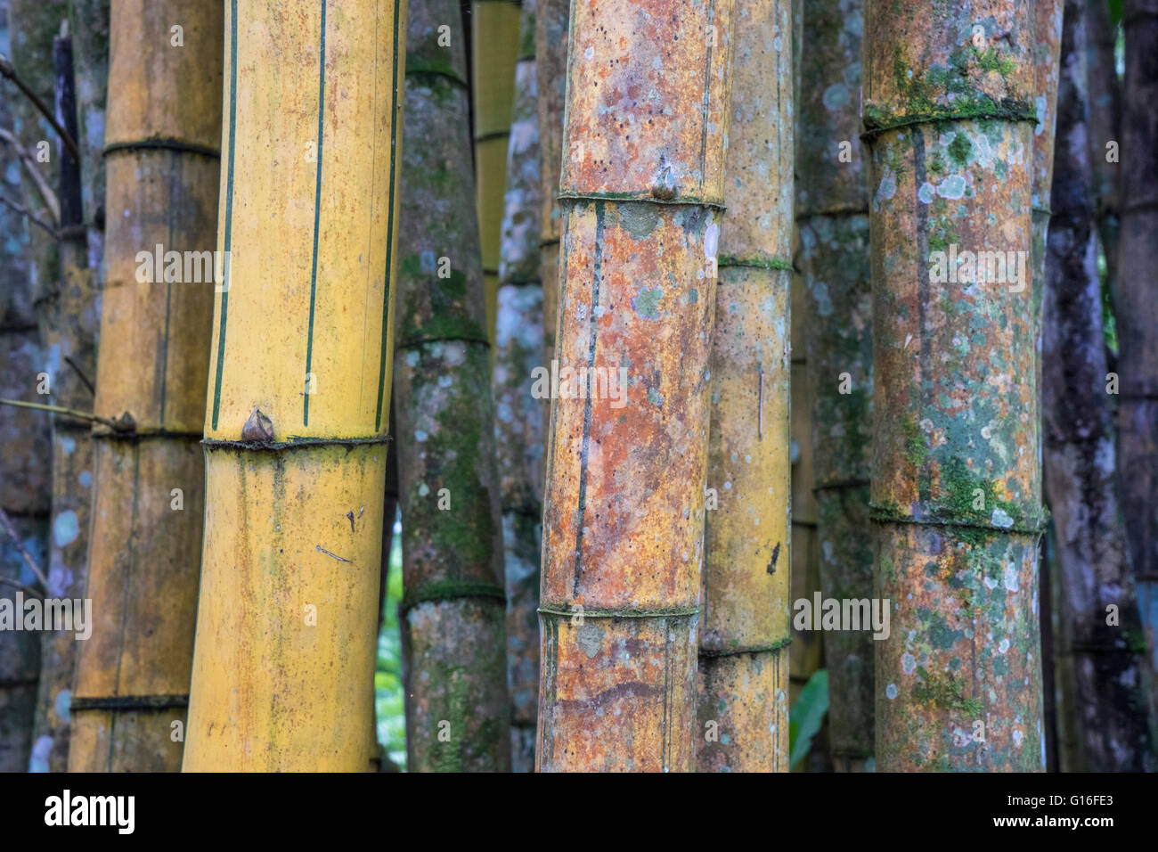 Nahaufnahme von Bambus Stamm Halme in Costa Rica Stockfoto