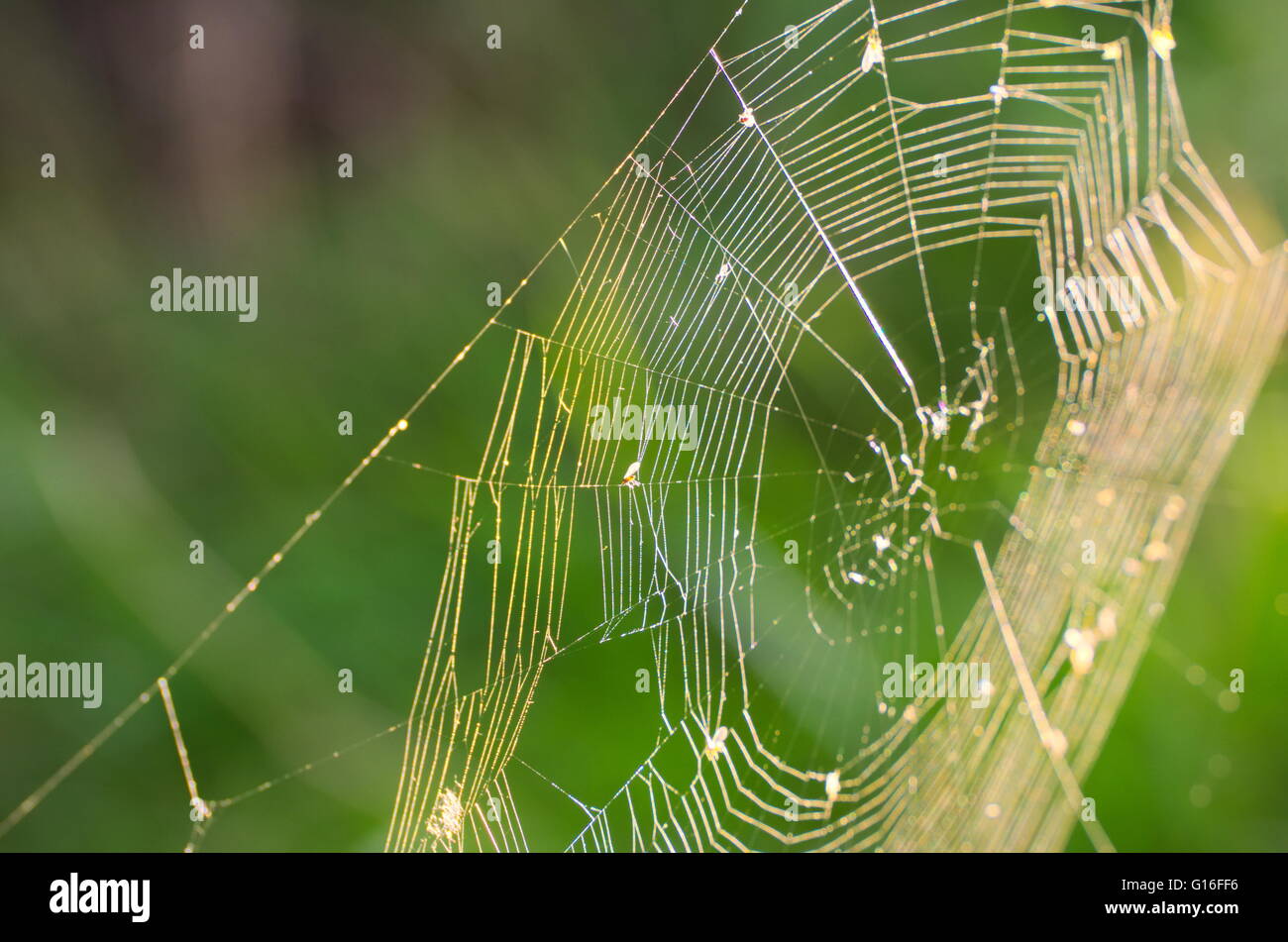 Backlit Spider Net mit grünem Hintergrund Closeup Stockfoto