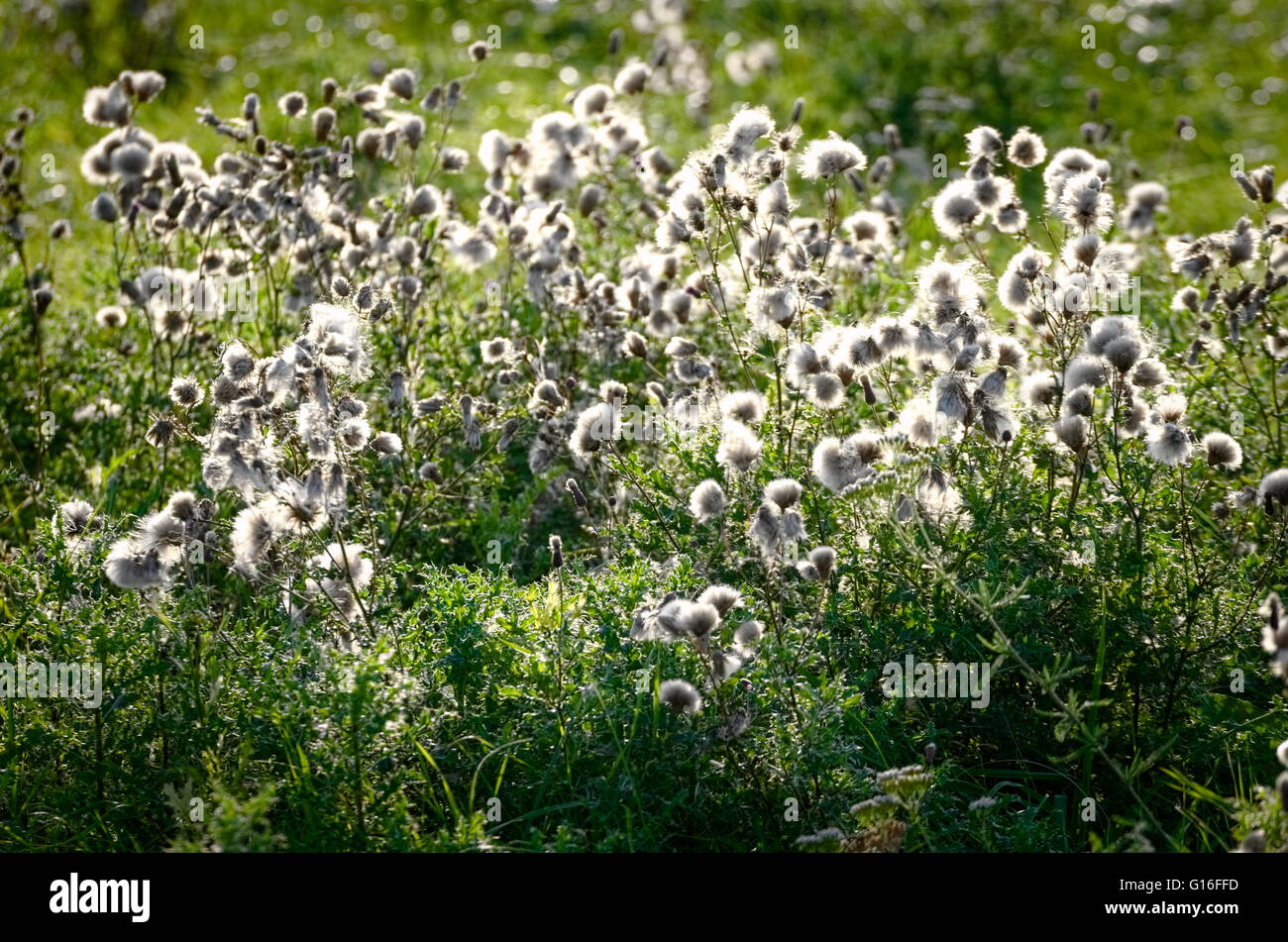 Weiße flauschige Herbst Wild Wiese Pflanzen Hintergrundbeleuchtung  Stockfotografie - Alamy