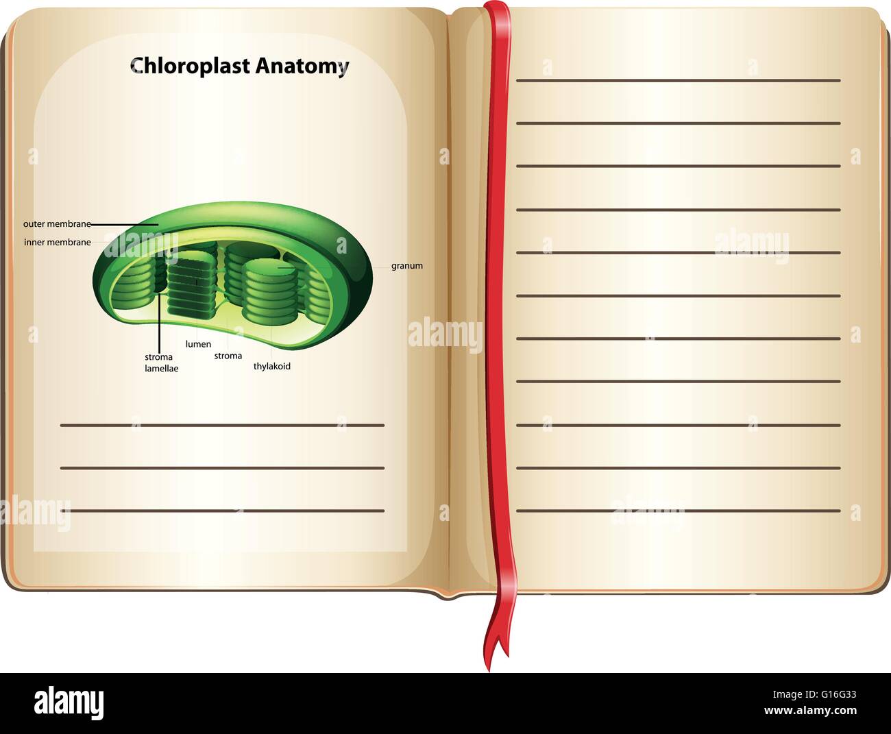 Buchen Sie mit Chloroplasten Anatomie auf Seite illustration Stock Vektor