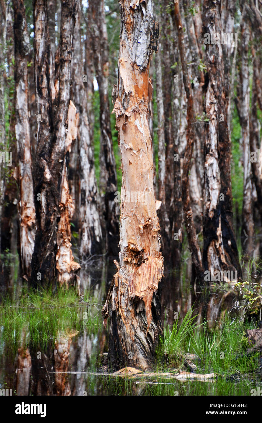 Überfluteten leichte Wald in der Nähe von Chi Phat, Kardamom-Berge, Kambodscha Stockfoto