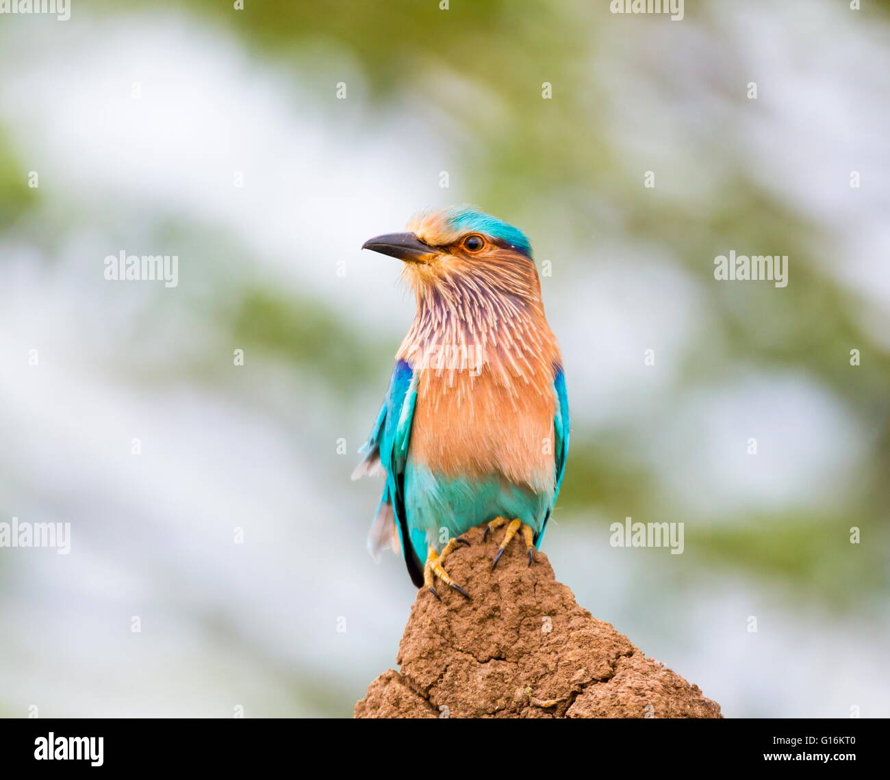 Indian Roller thront auf der Suche nach einer Möglichkeit für den Fang von Insekten. Stockfoto