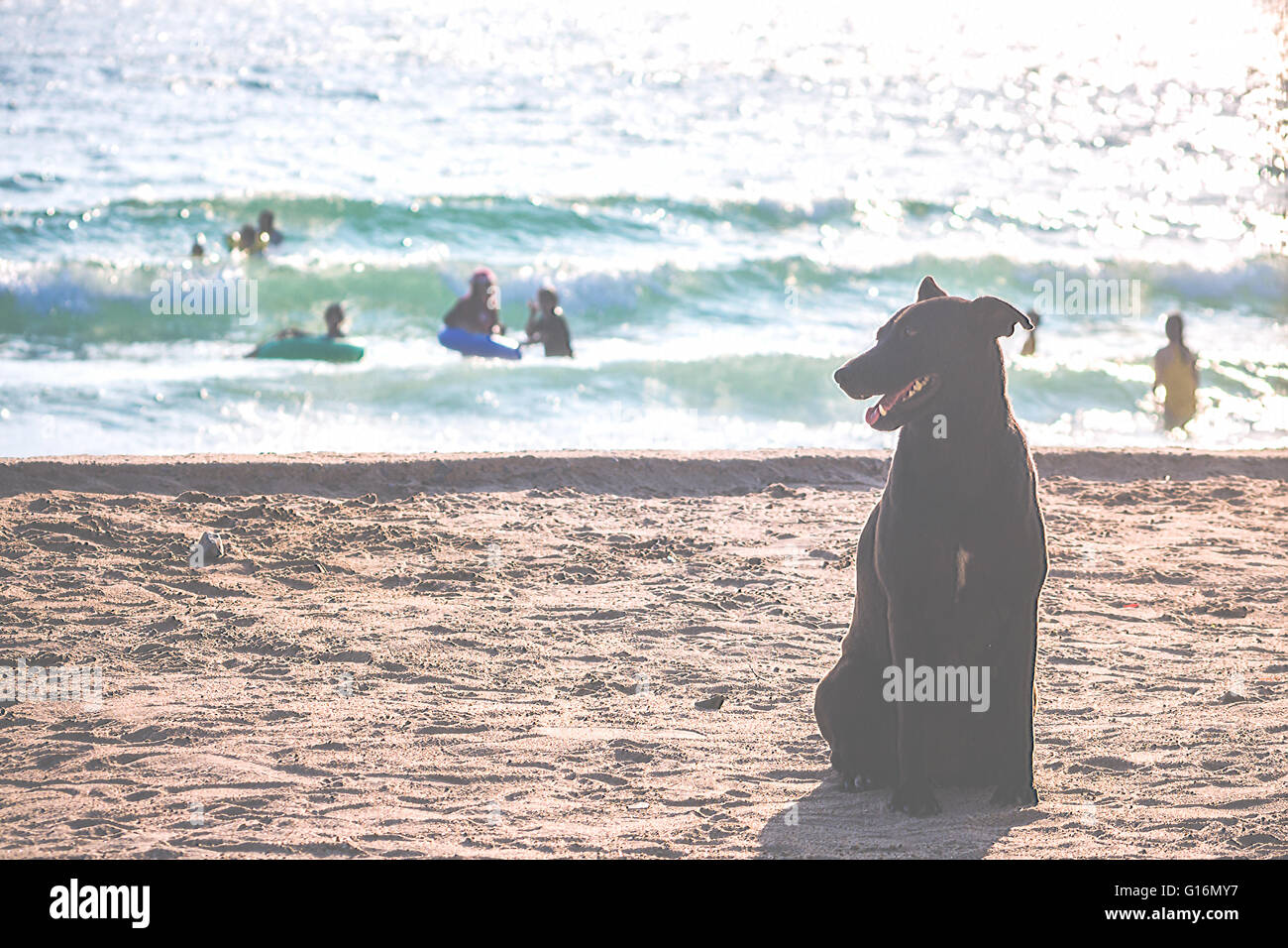Schwarzer Hund am Sandstrand Stockfoto
