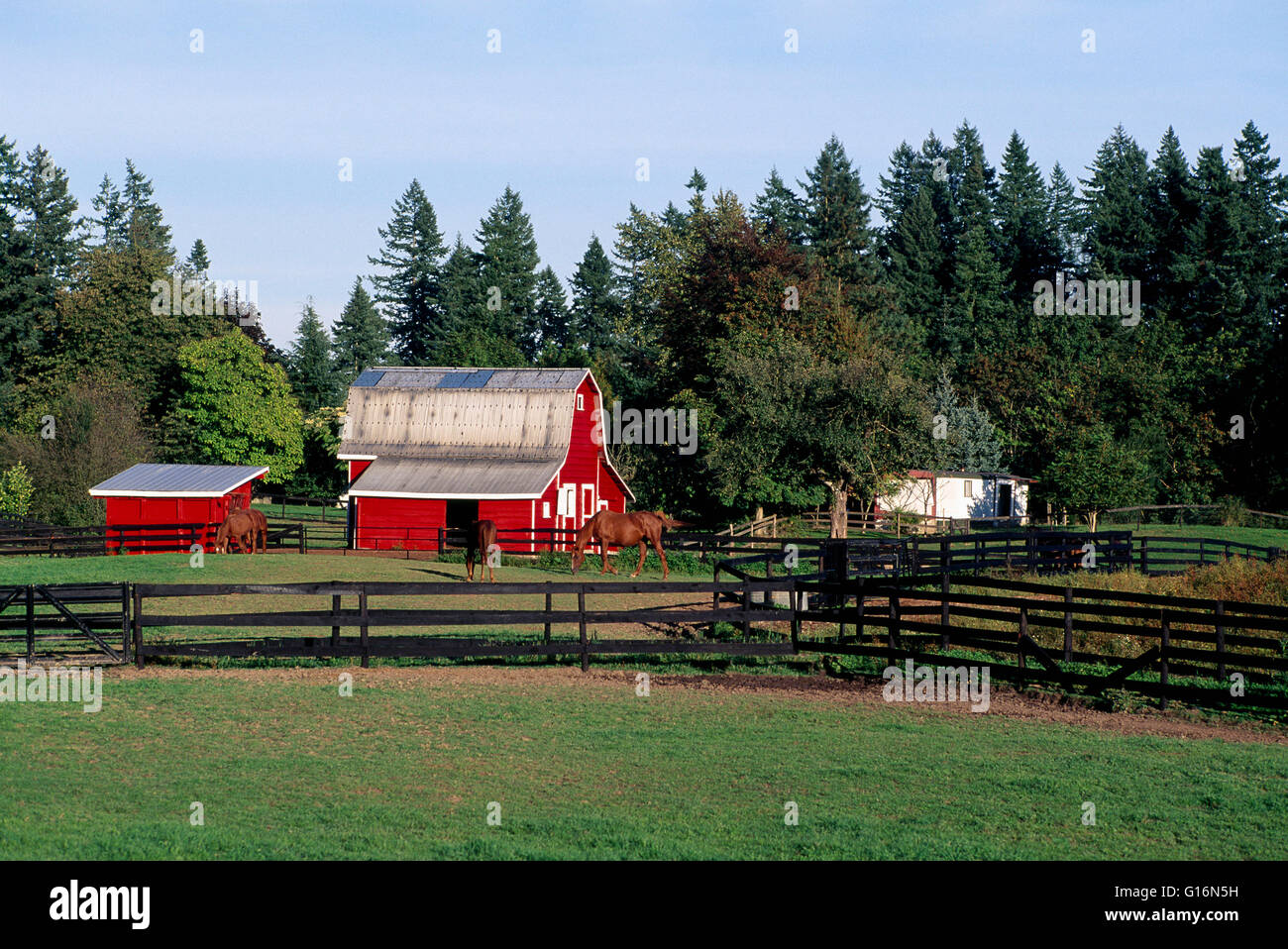Rote Scheune auf Fraser Valley Farm, Langley, BC, Britisch-Kolumbien, Kanada - bäuerliche Landwirtschaft Landschaft Stockfoto