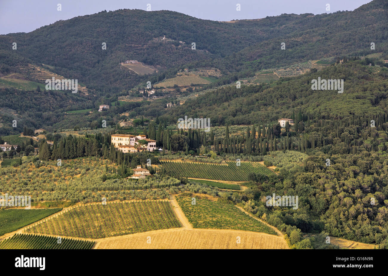 Weinberge in der Toskana. Stockfoto