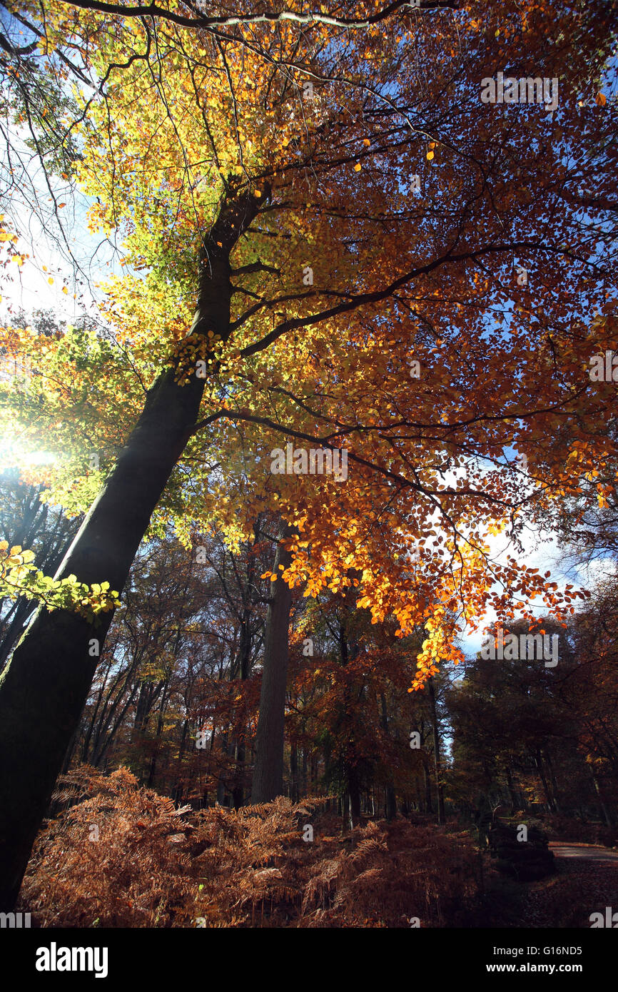 Herbst im New Forest, eine Fläche von Grundstücksparzellen Weide-Land, Heide und Wald im Südosten von England. Stockfoto