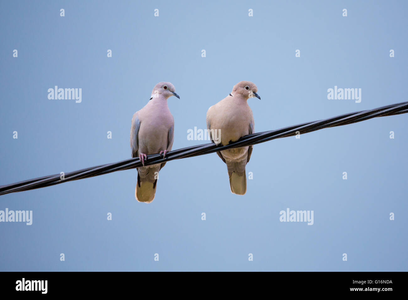 Collared Doves, Streptopelia Decaocto, zusammen auf einem Draht Strom thront. Collared Doves Vögel in der Liebe als Liebe Valentines Stockfoto