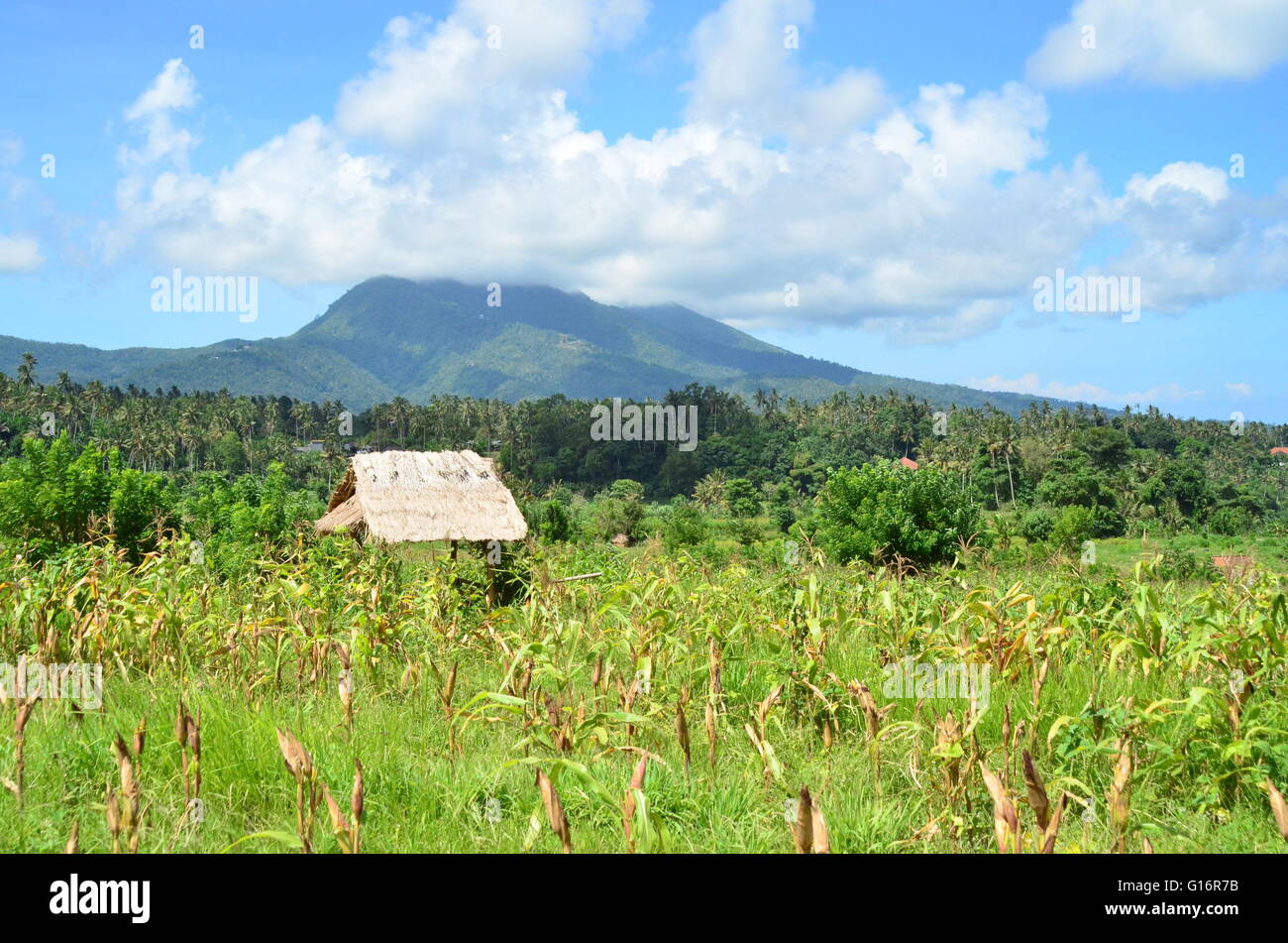Reisfelder mit Gunung Lempuyang und Gunung Seraya im Hintergrund Stockfoto
