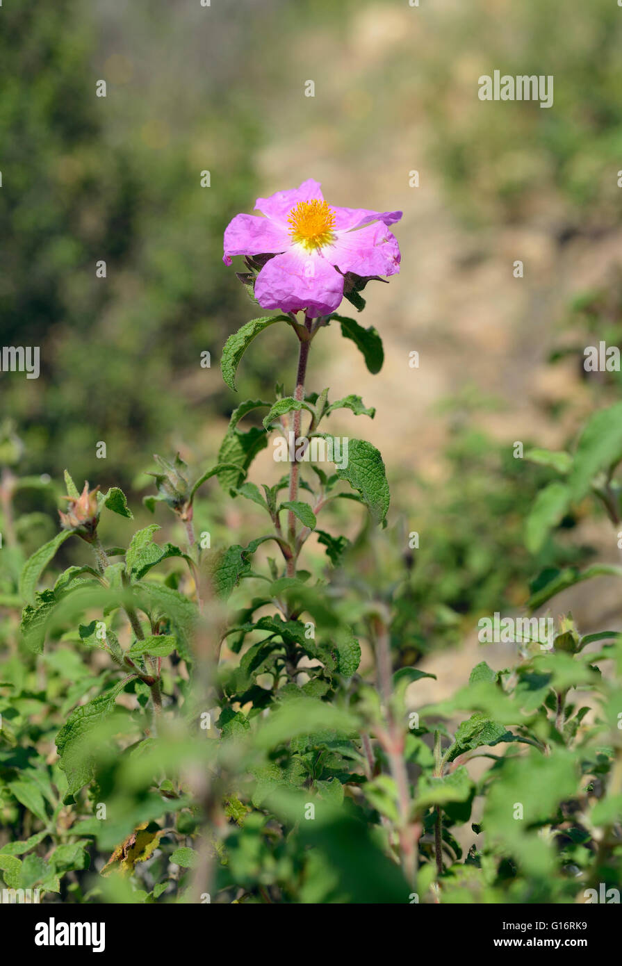 Kretische Zistrose - Cistus Creticus Bush mit Blume Stockfoto